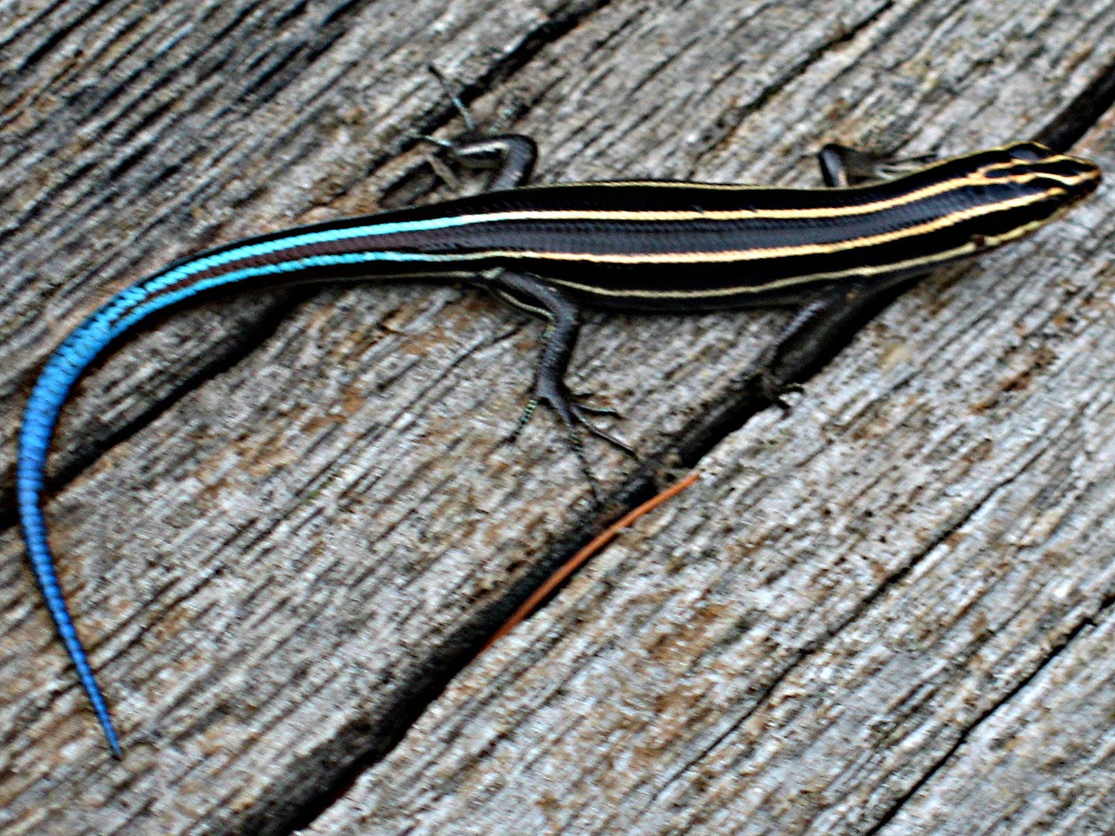 Skink Wallpapers