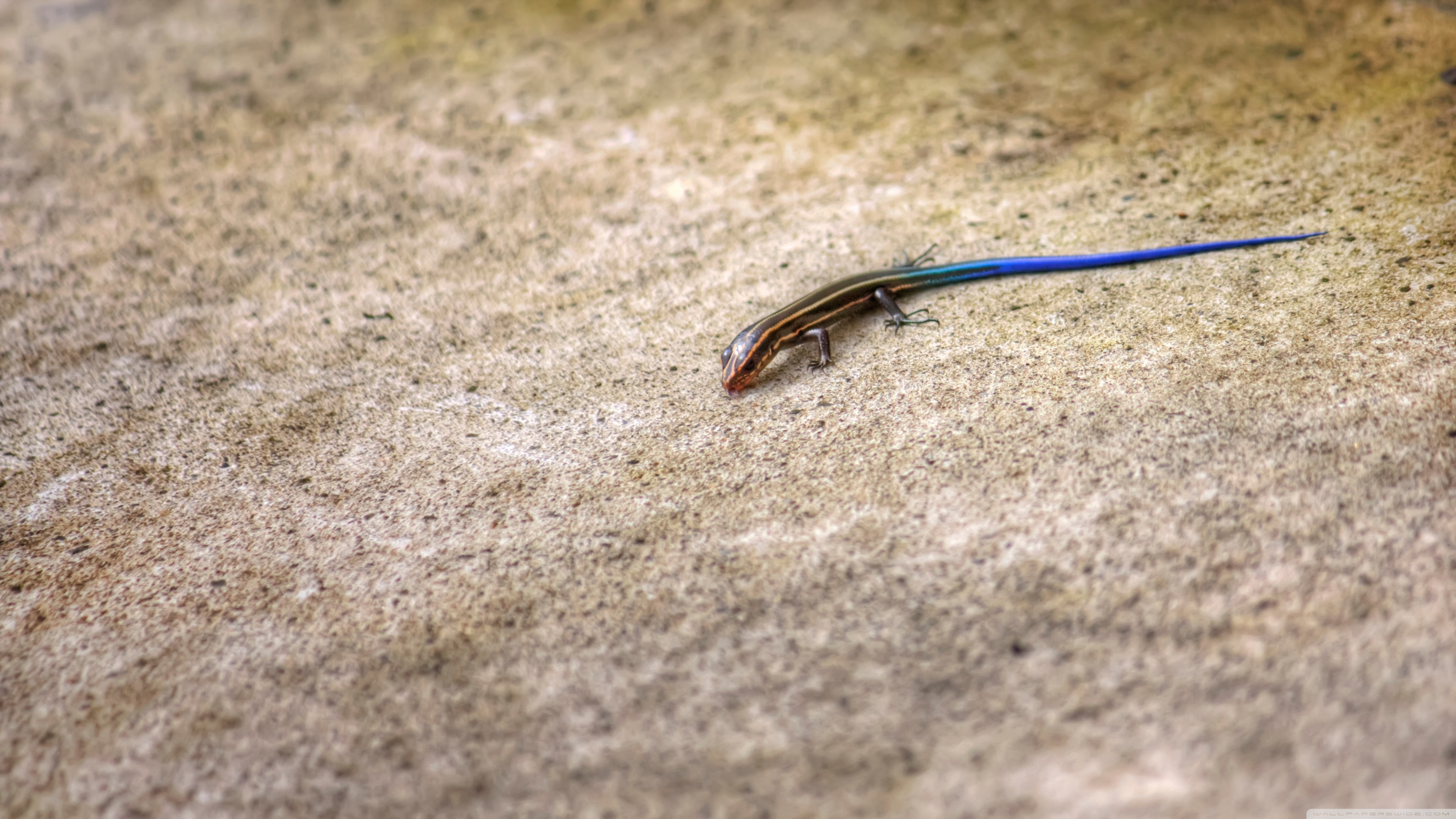 Skink Wallpapers