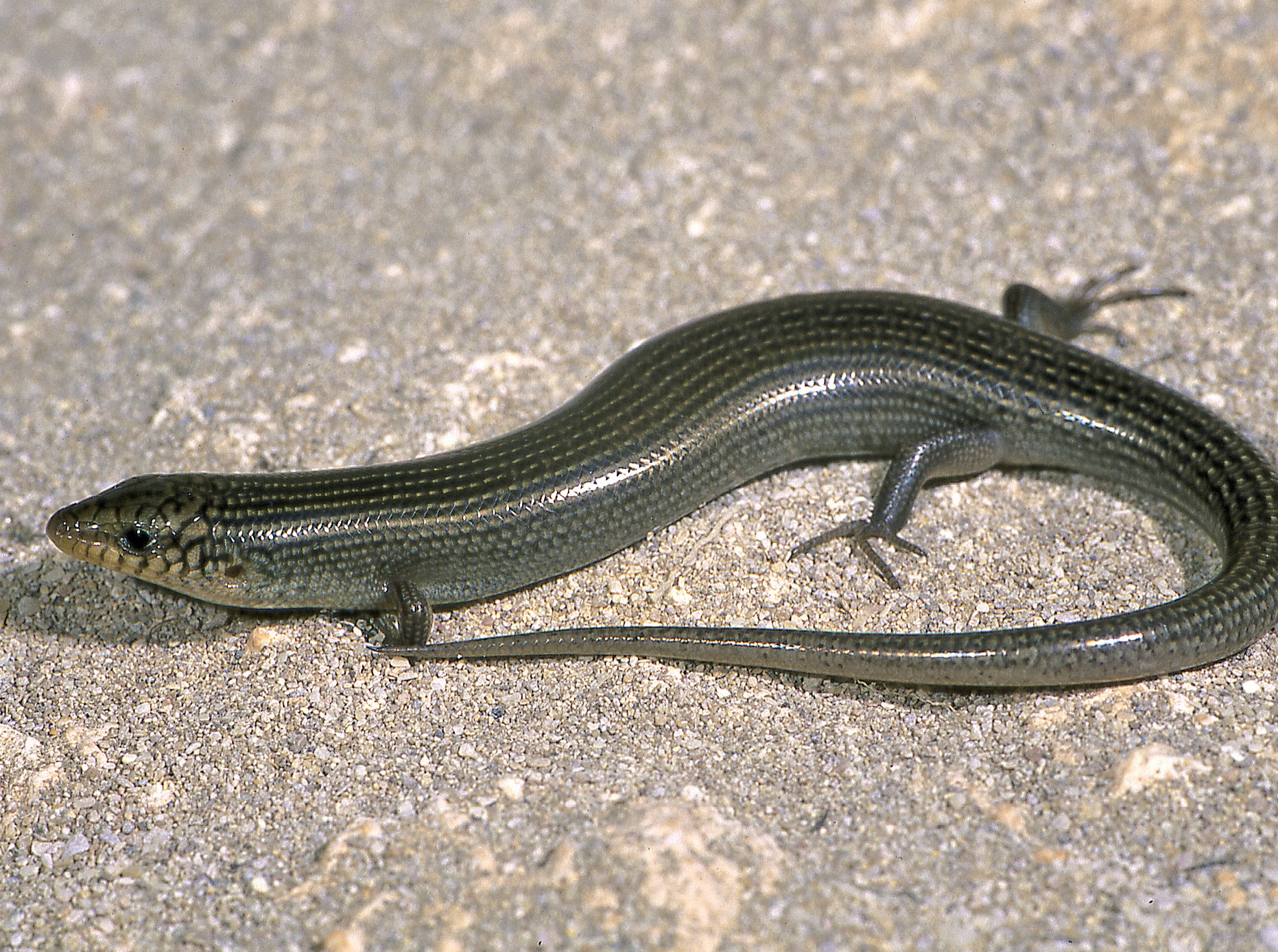 Skink Wallpapers