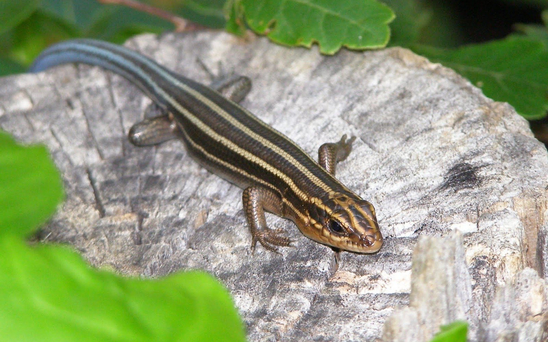 Skink Wallpapers