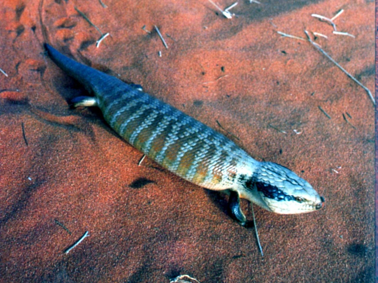 Skink Wallpapers