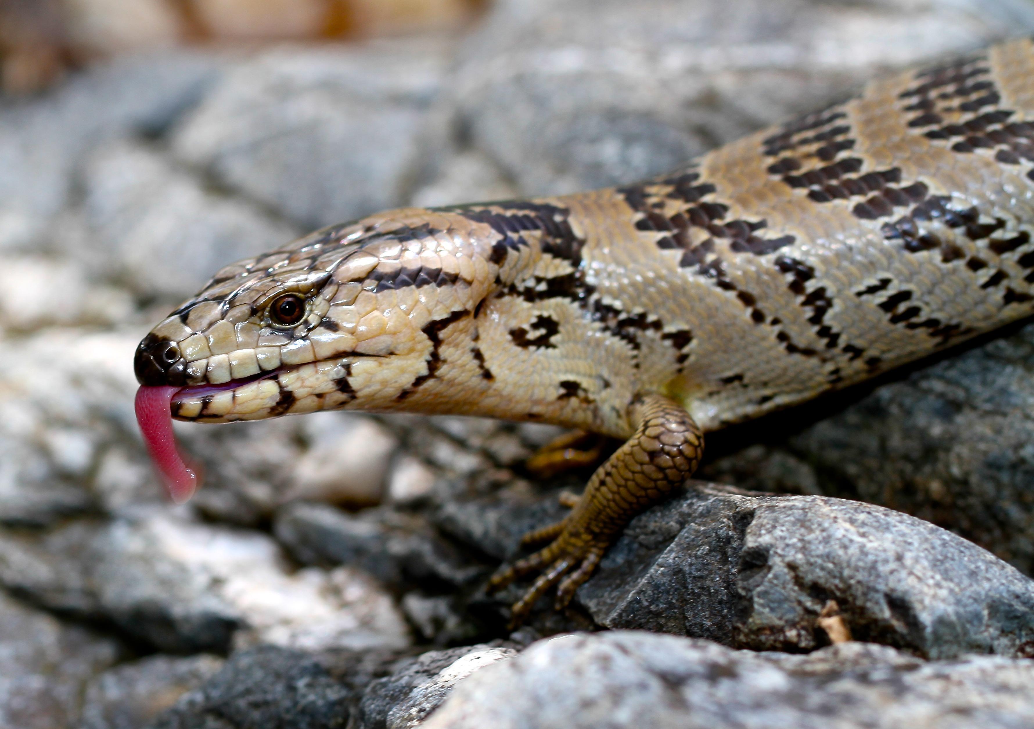 Skink. Сцинк ящерица. Синеязыкий сцинк. Восточный синеязыкий сцинк. Сцинк Джеррарда.