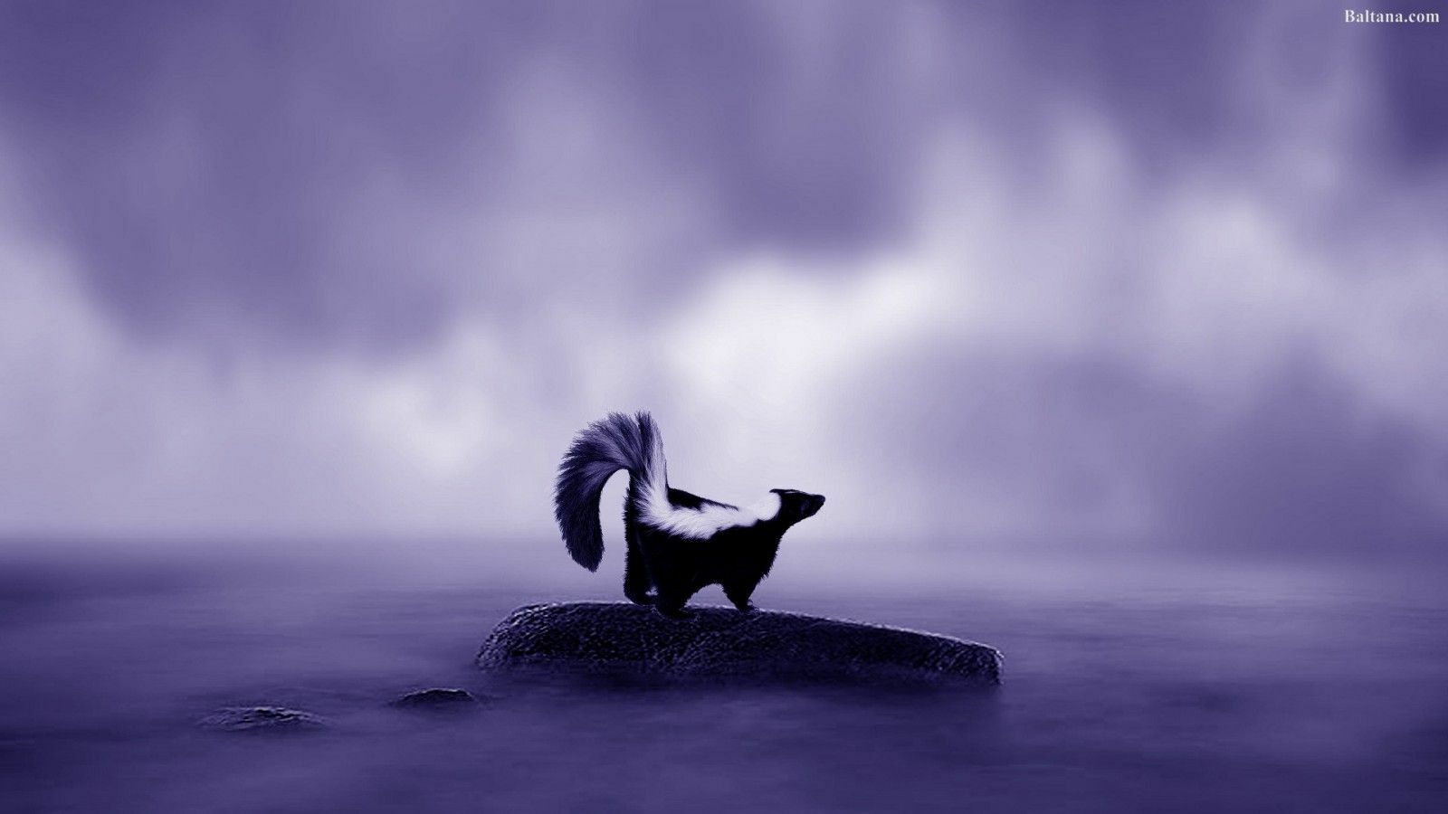 Skunks Wallpapers