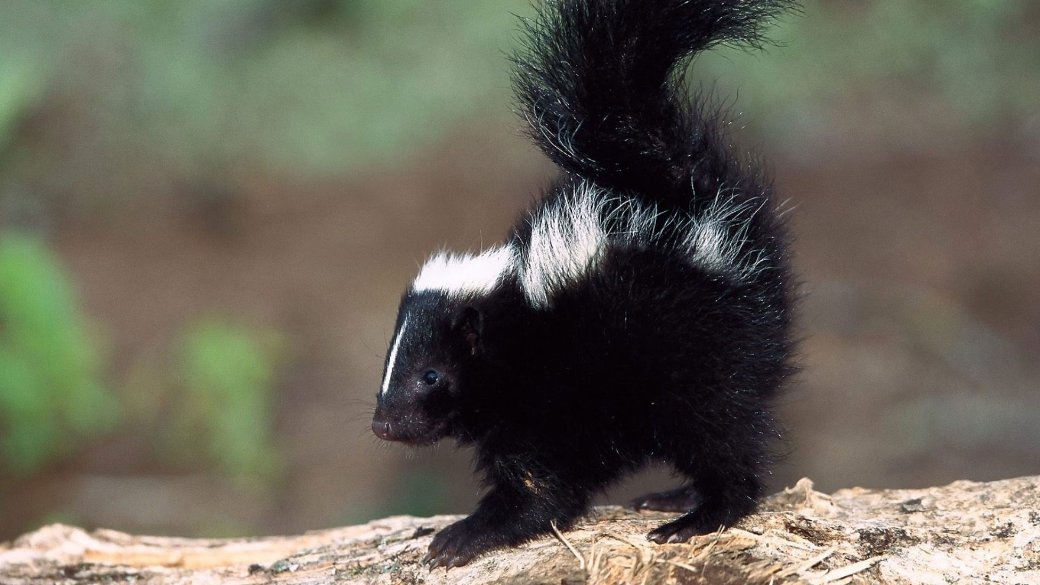 Skunks Wallpapers