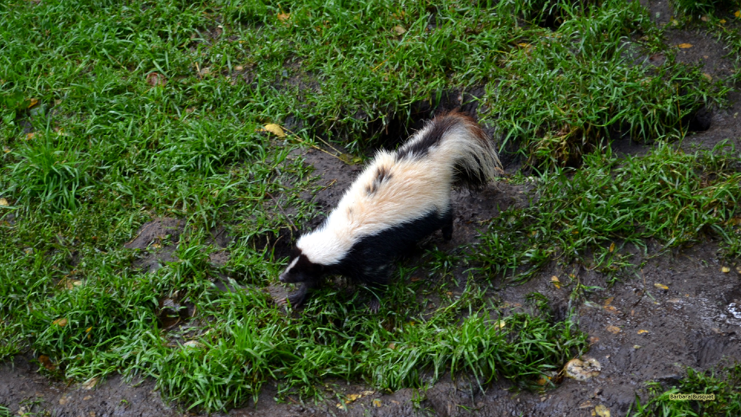 Skunks Wallpapers