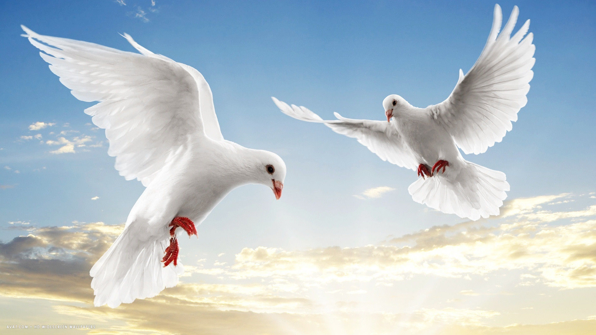 Sky With Birds Wallpapers