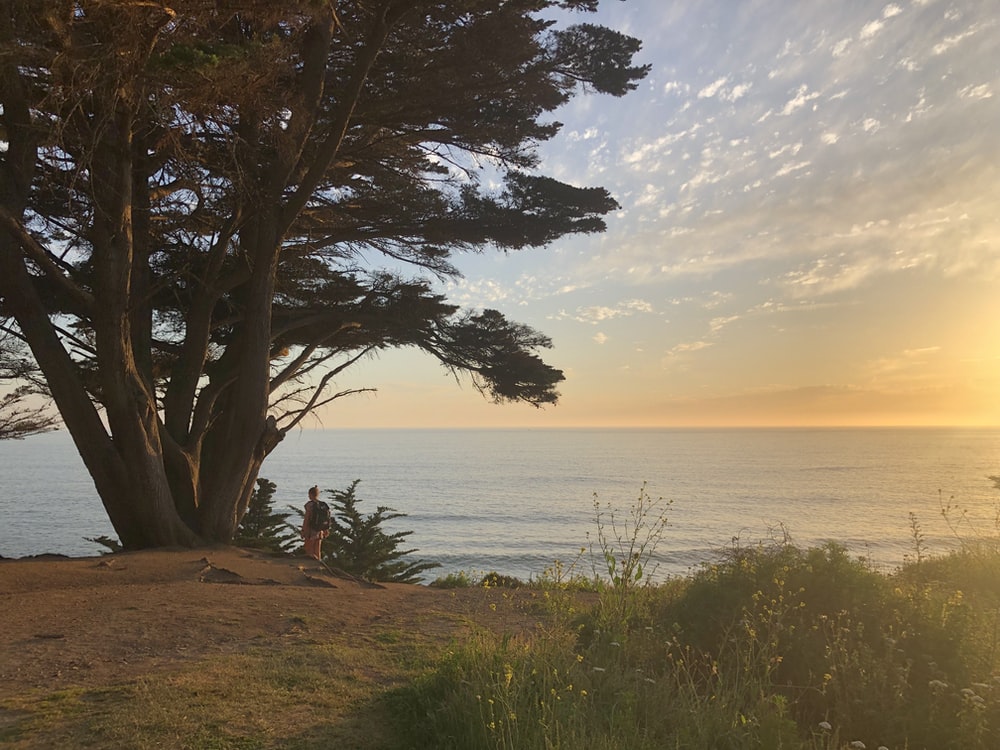 Slanting Tree Above Ocean At Sunset Wallpapers