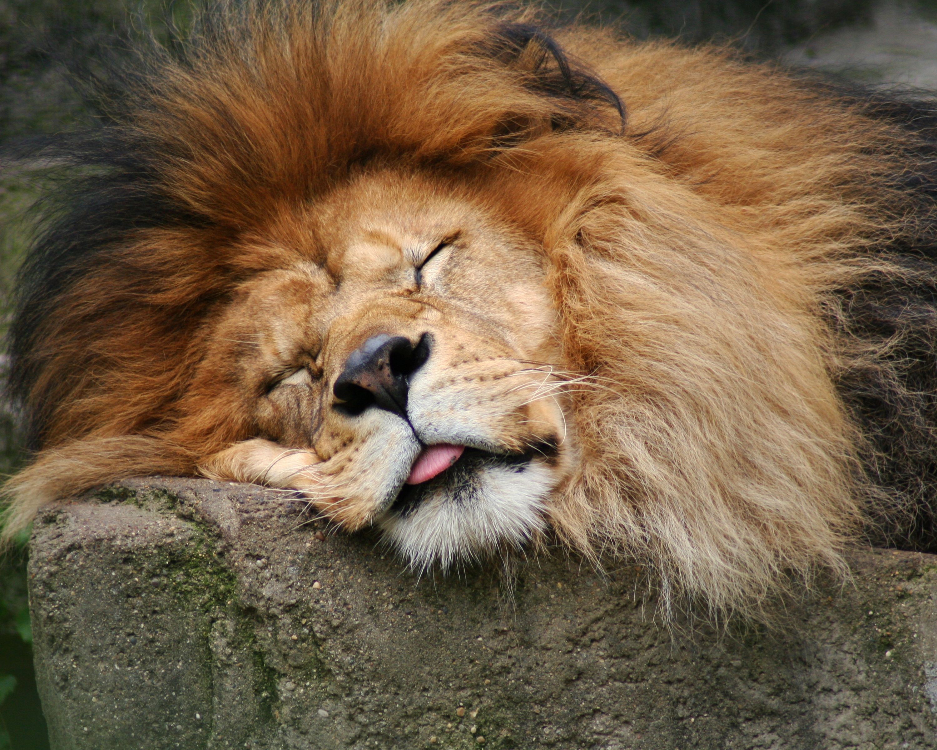 Sleeping Animals Images Wallpapers