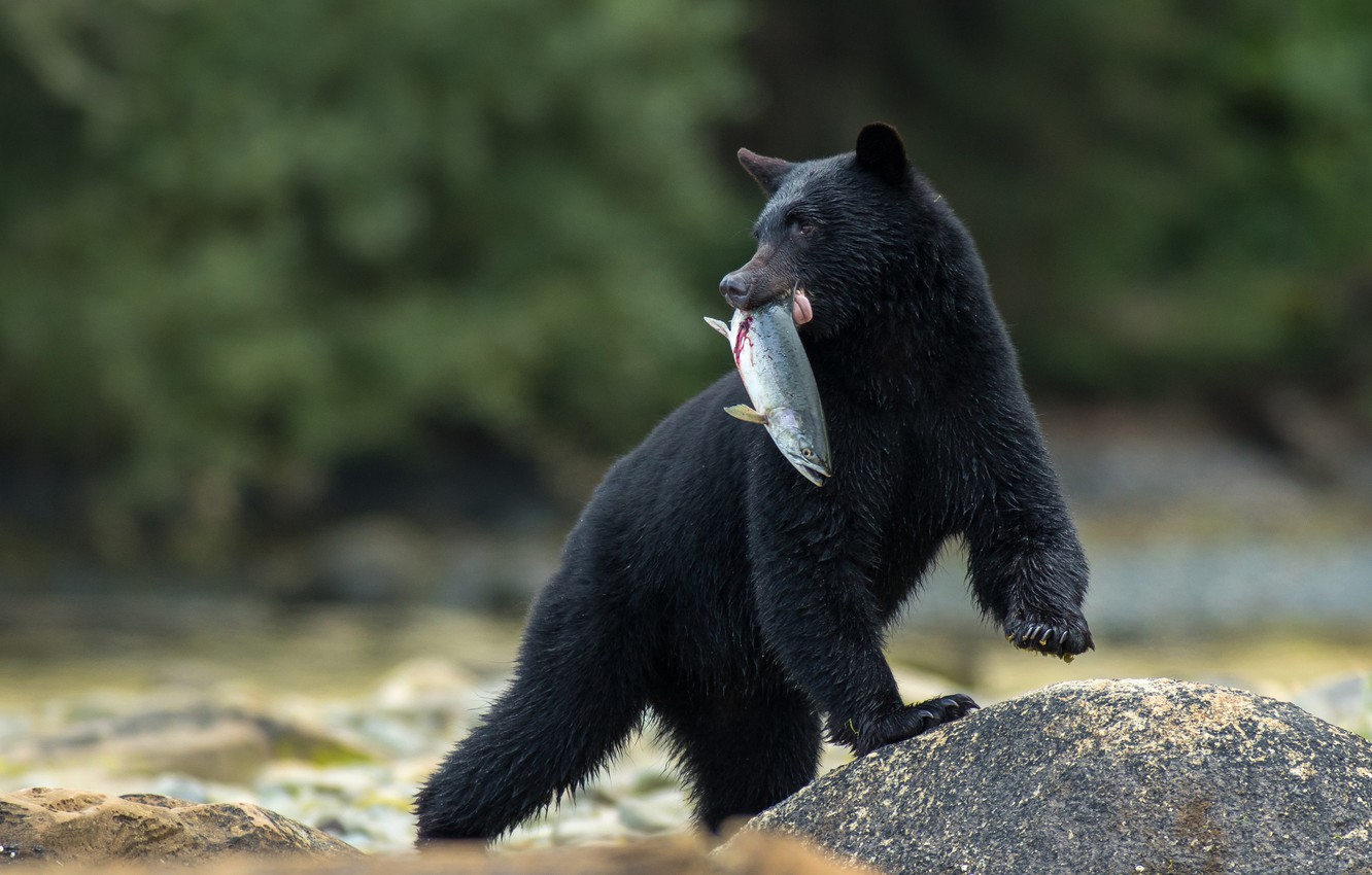 Sloth Bear Wallpapers