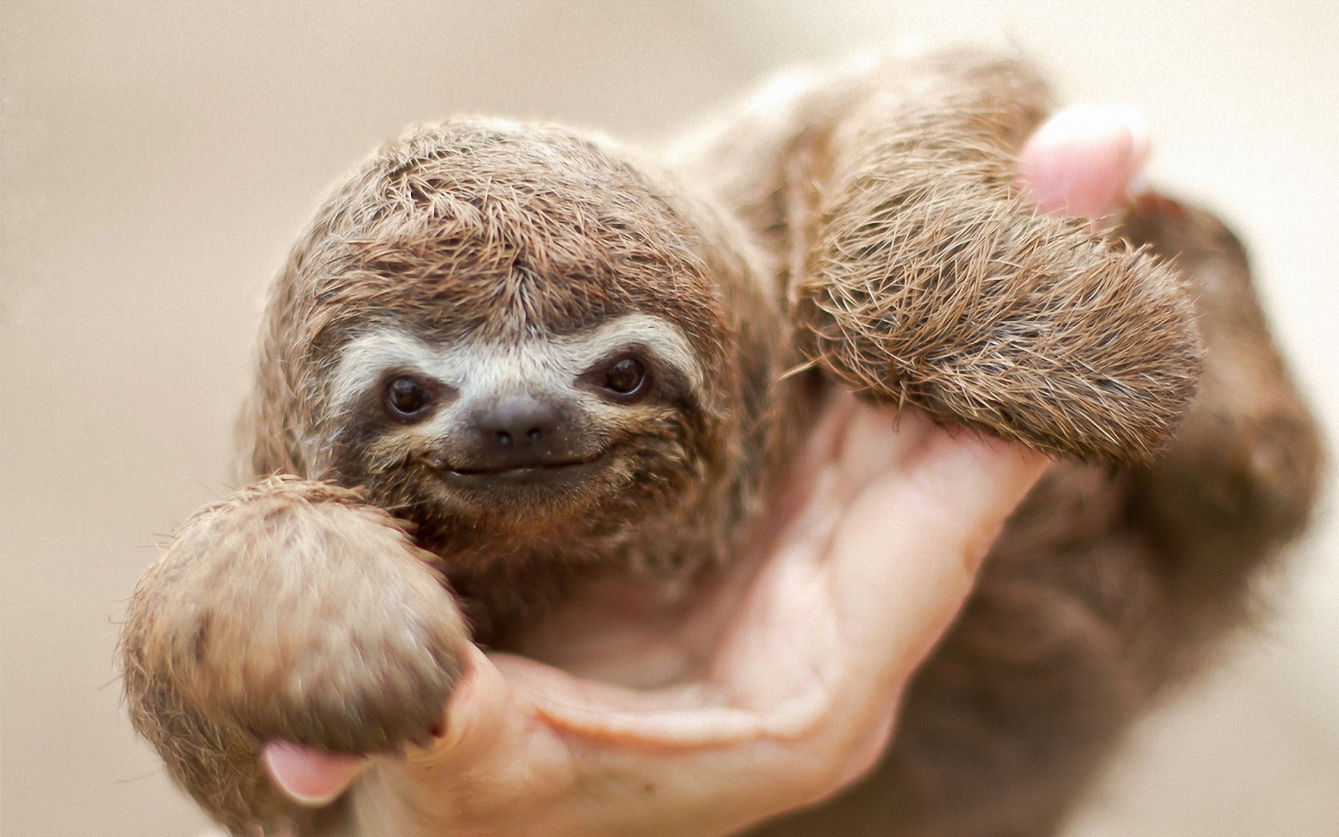 Sloth Wallpapers