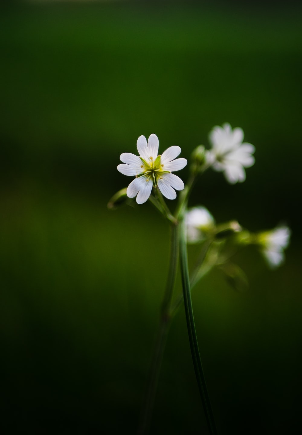 Small Flower Wallpapers