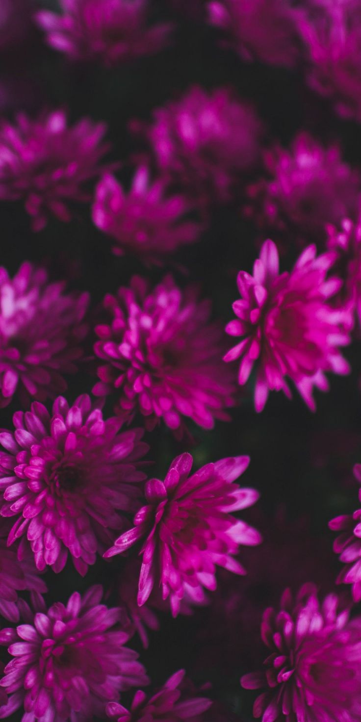 Small Flower Wallpapers