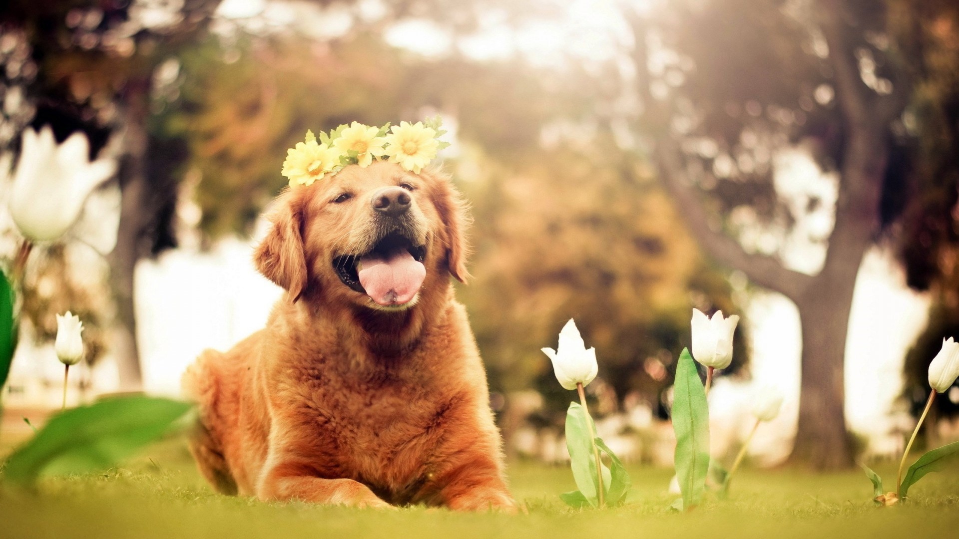 Smile Dog Wallpapers