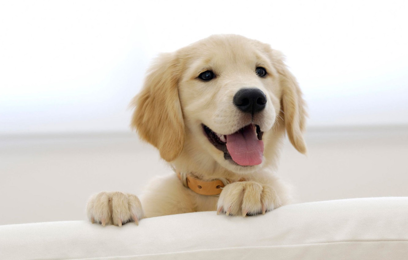 Smile Dog Wallpapers