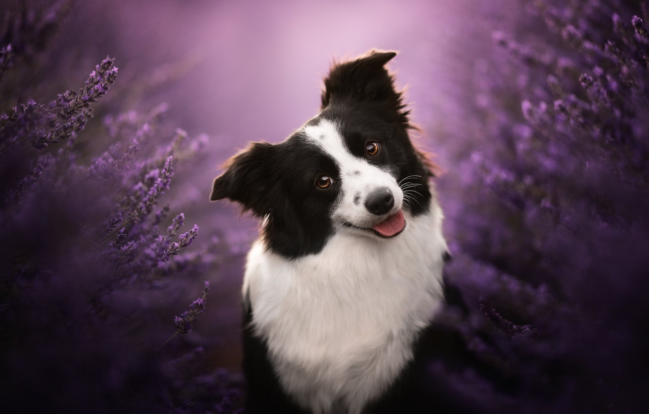 Smile Dog Wallpapers