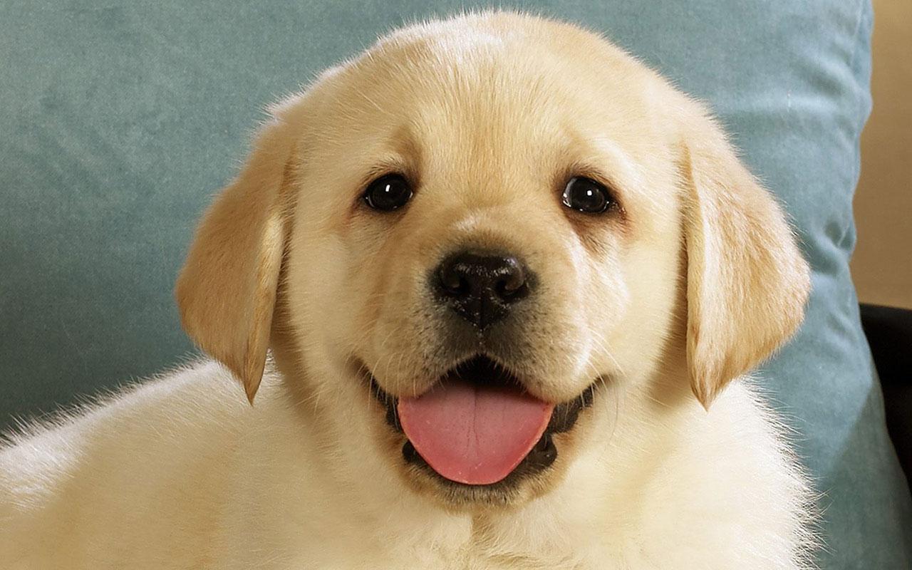 Smile Dog Wallpapers