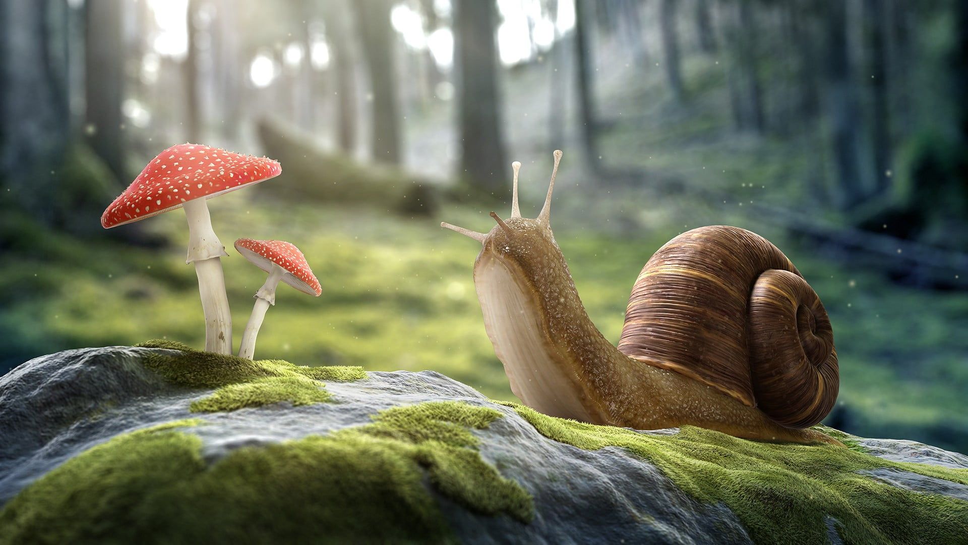 Snail And Mushroom Photography Wallpapers