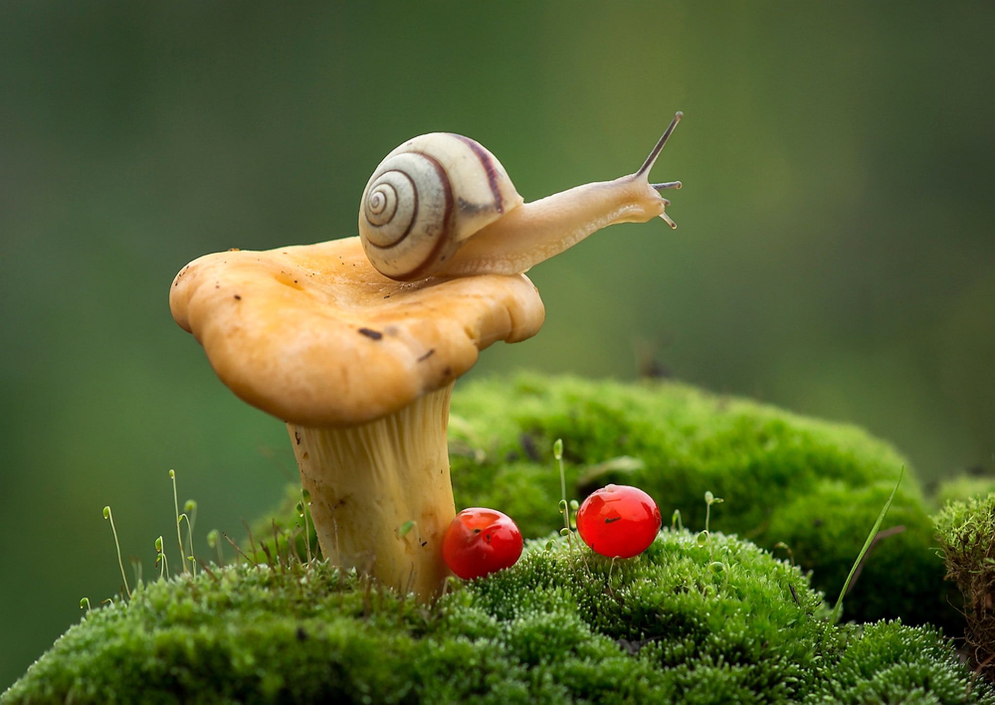 Snail And Mushroom Photography Wallpapers