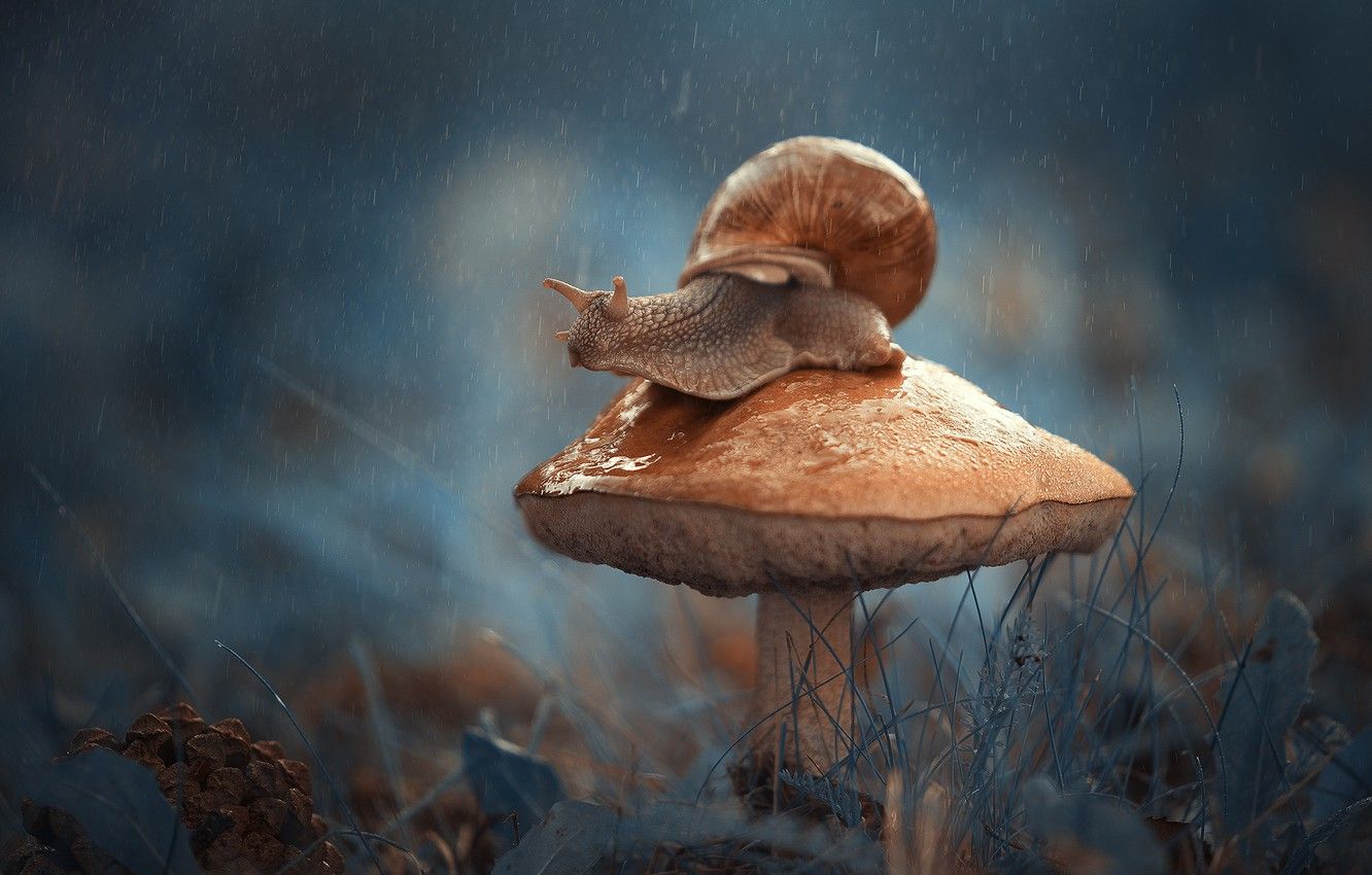 Snail And Mushroom Photography Wallpapers