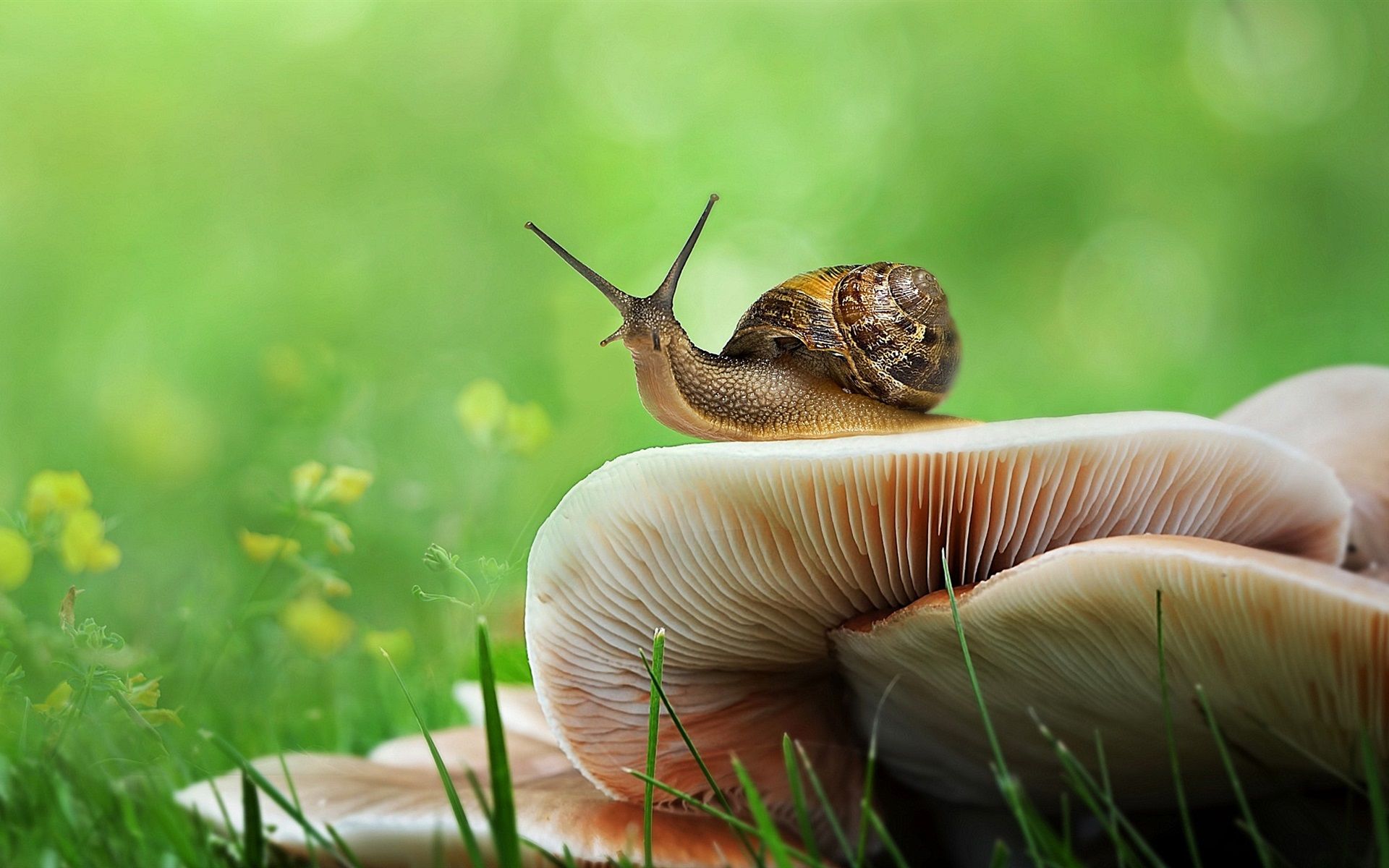 Snail And Mushroom Photography Wallpapers