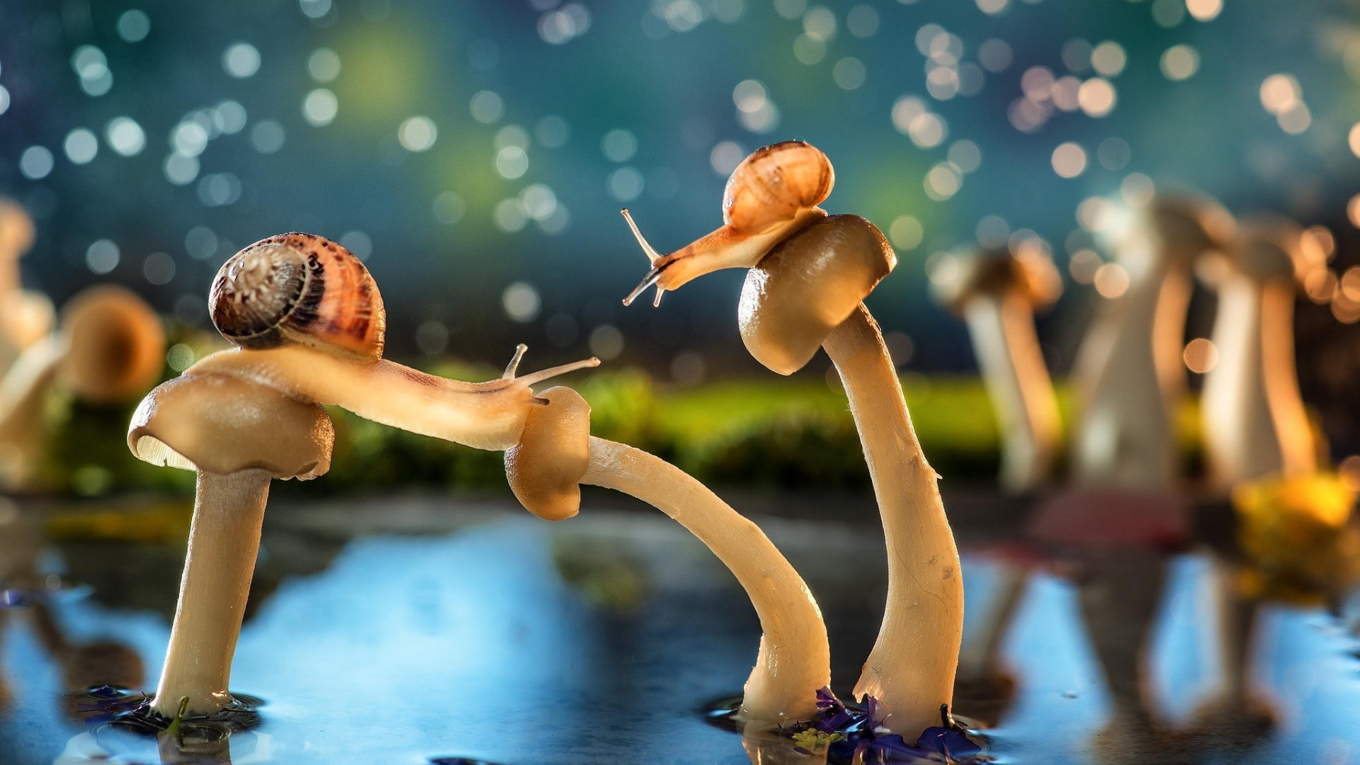 Snail And Mushroom Photography Wallpapers