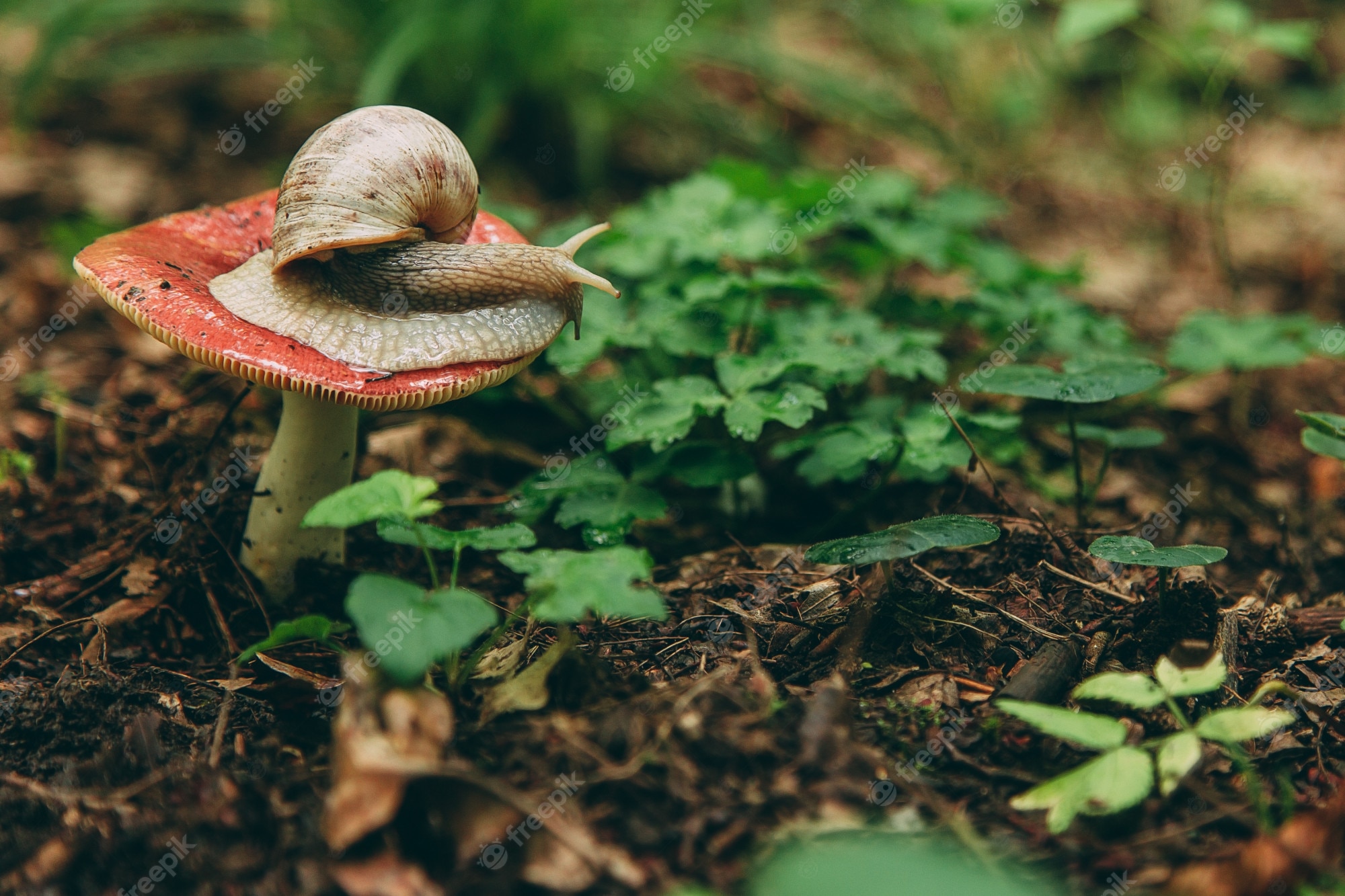 Snail And Mushroom Photography Wallpapers