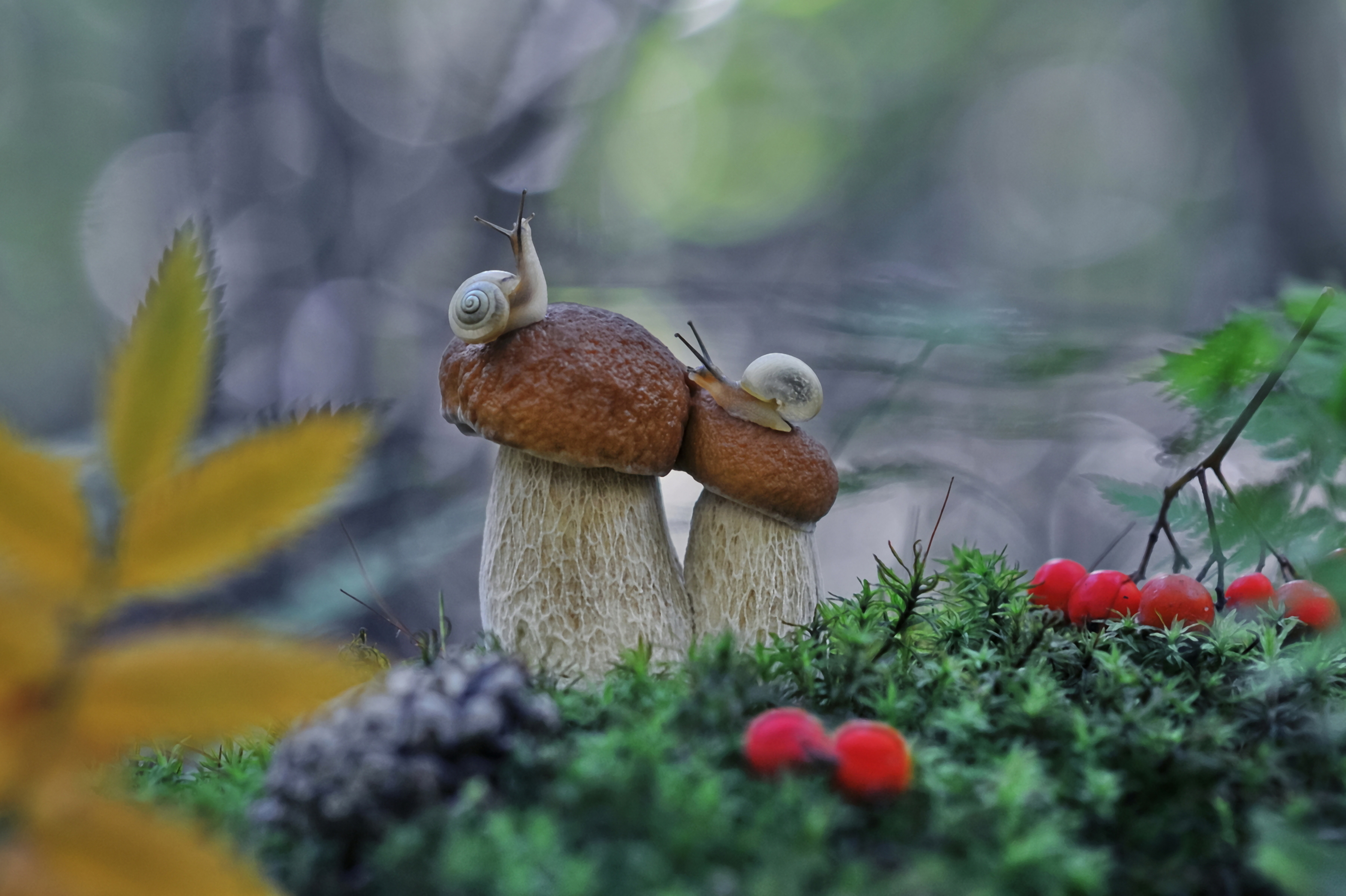 Snail And Mushroom Photography Wallpapers