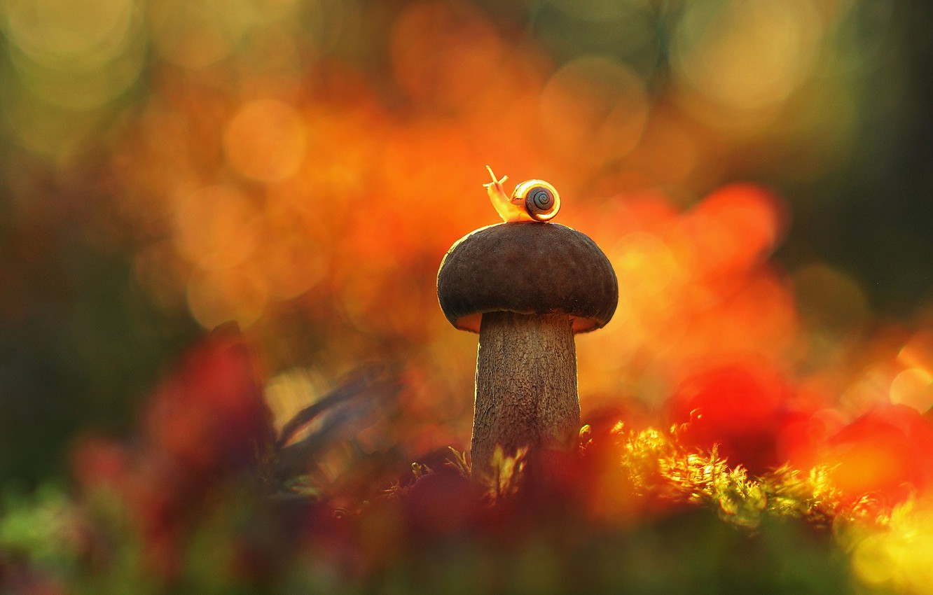 Snail And Mushroom Photography Wallpapers