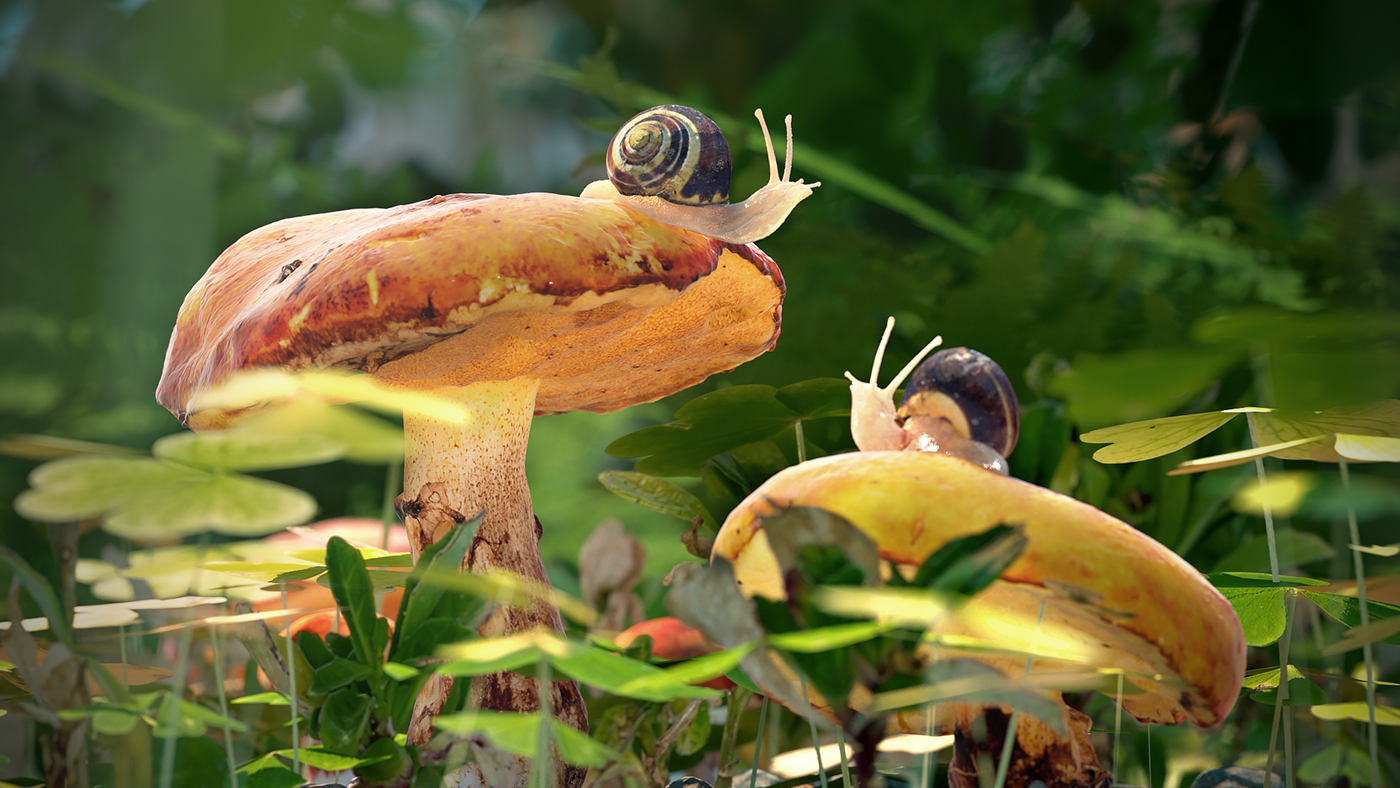 Snail And Mushroom Photography Wallpapers