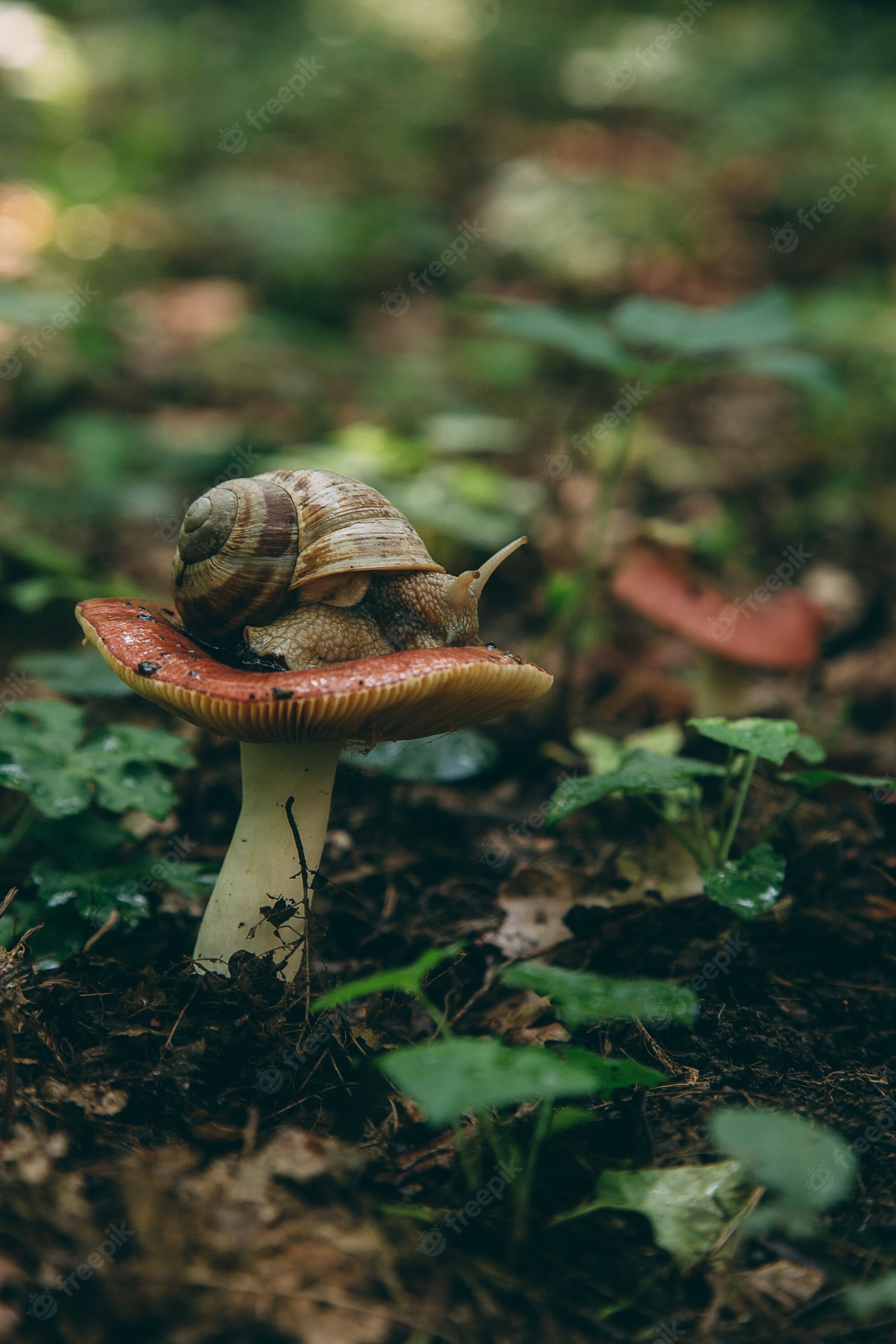 Snail And Mushroom Photography Wallpapers