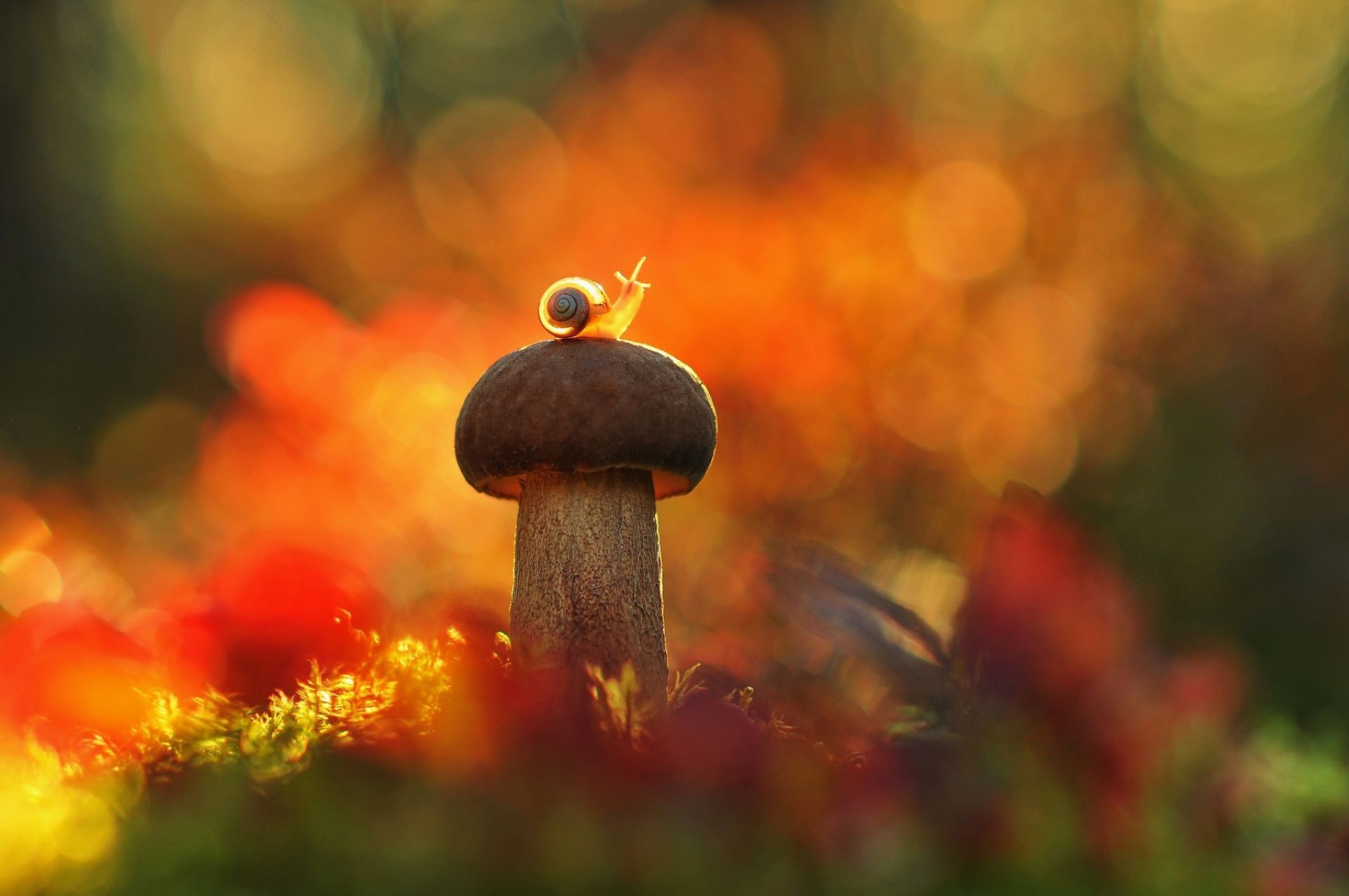 Snail And Mushroom Photography Wallpapers