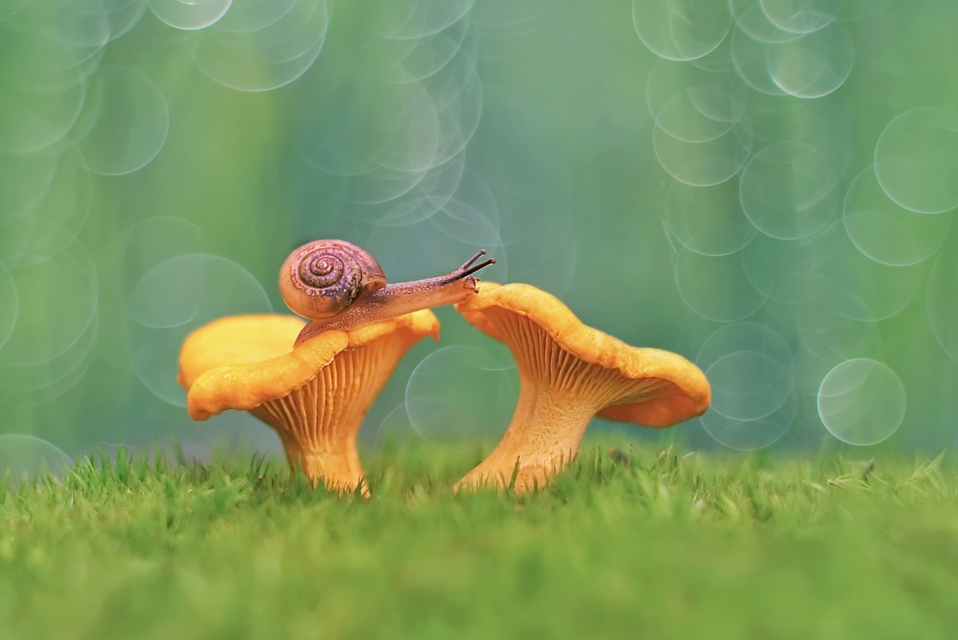 Snail And Mushroom Photography Wallpapers