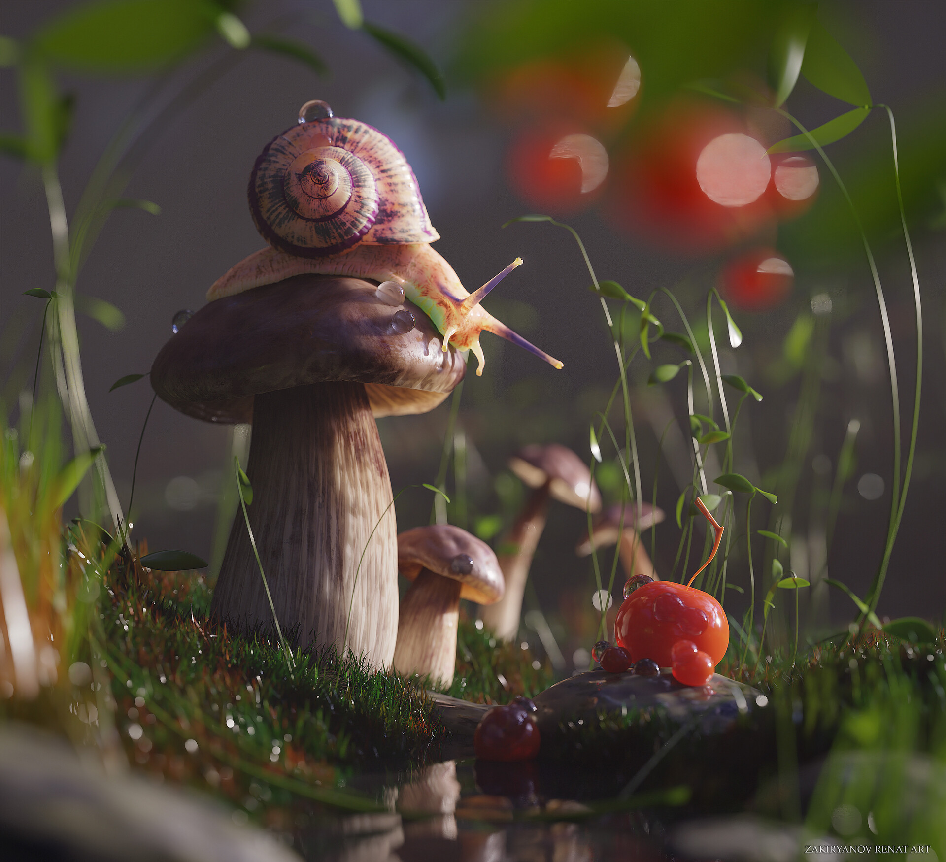 Snail And Mushroom Photography Wallpapers