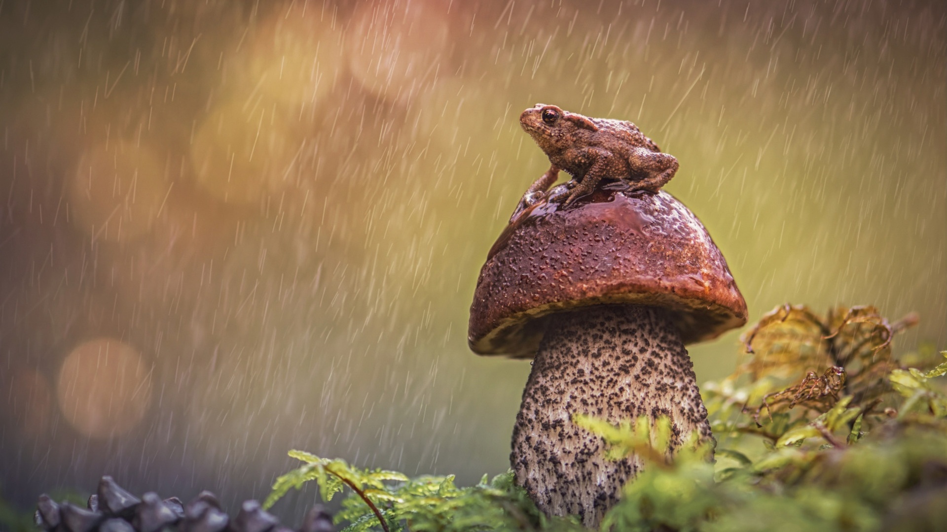 Snail And Mushroom Photography Wallpapers