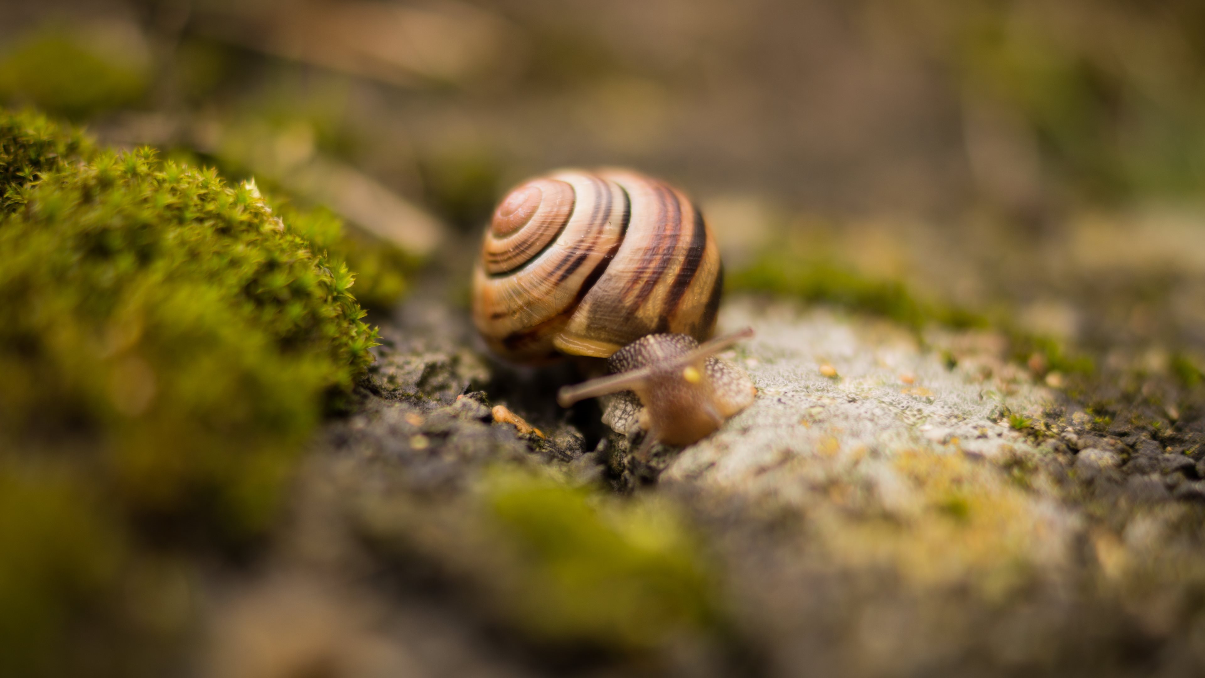 Snail Wallpapers