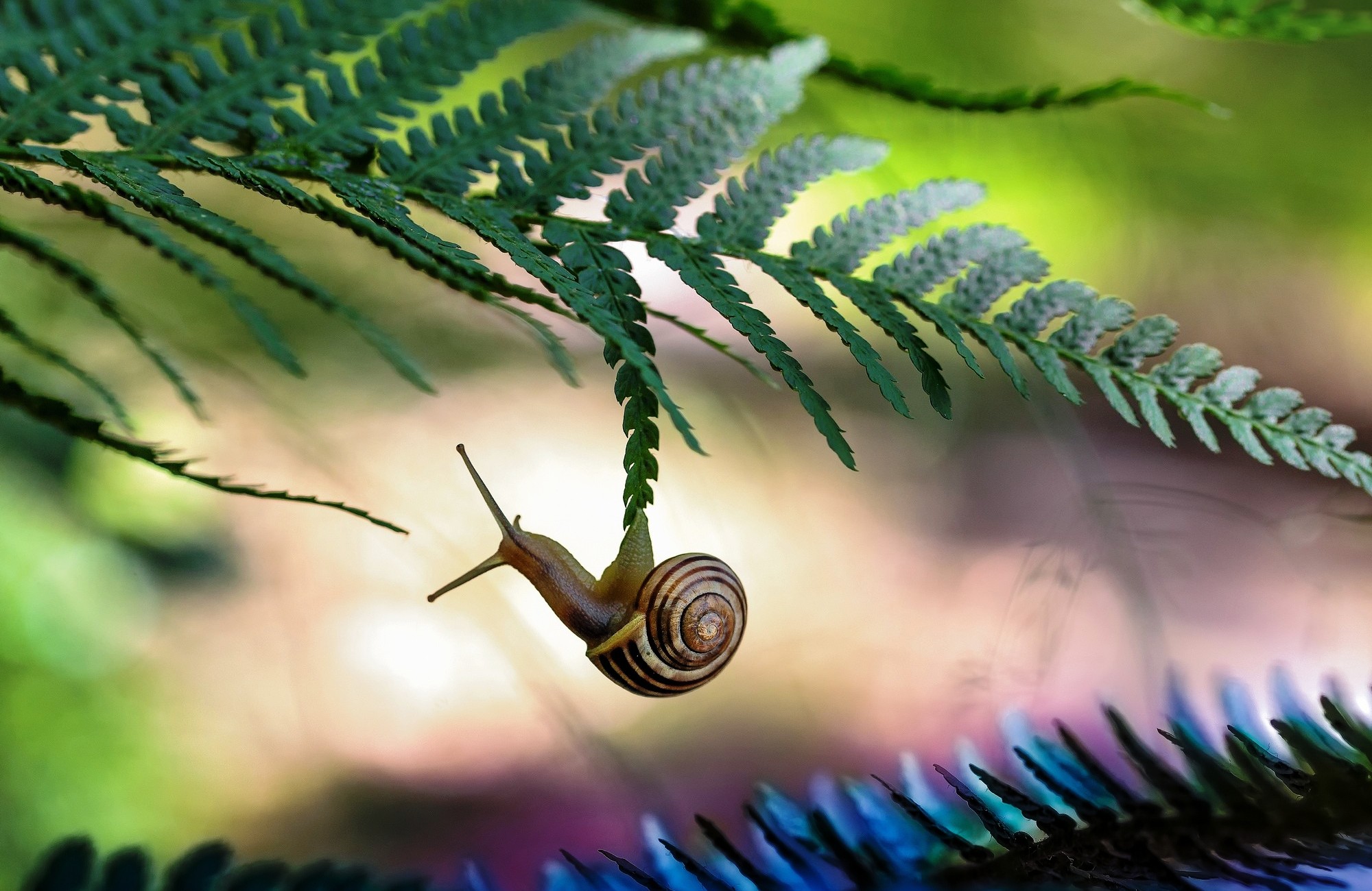 Snail Wallpapers