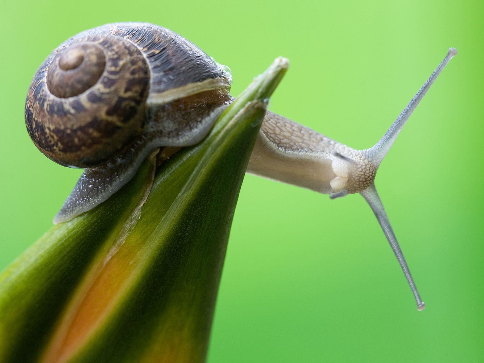 Snail Wallpapers