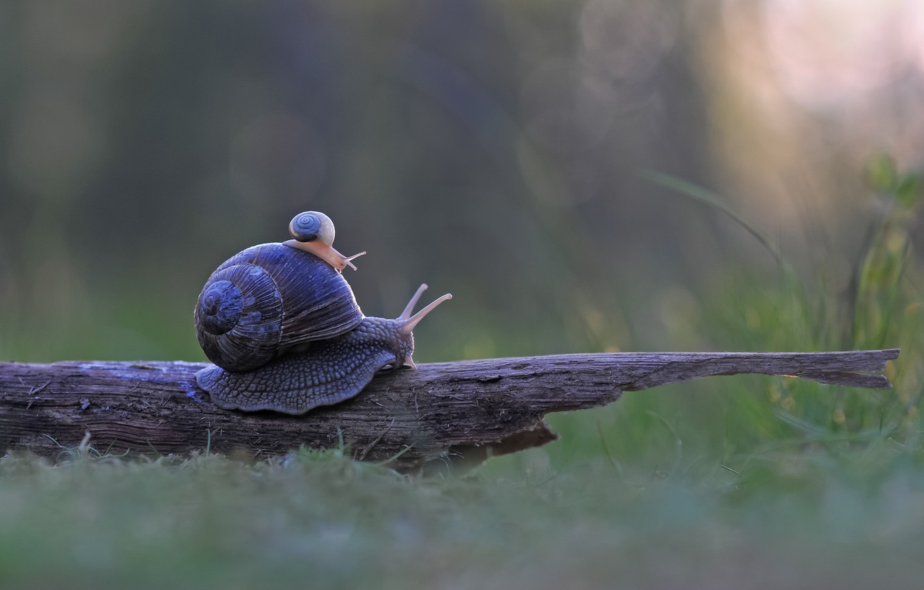 Snail Wallpapers