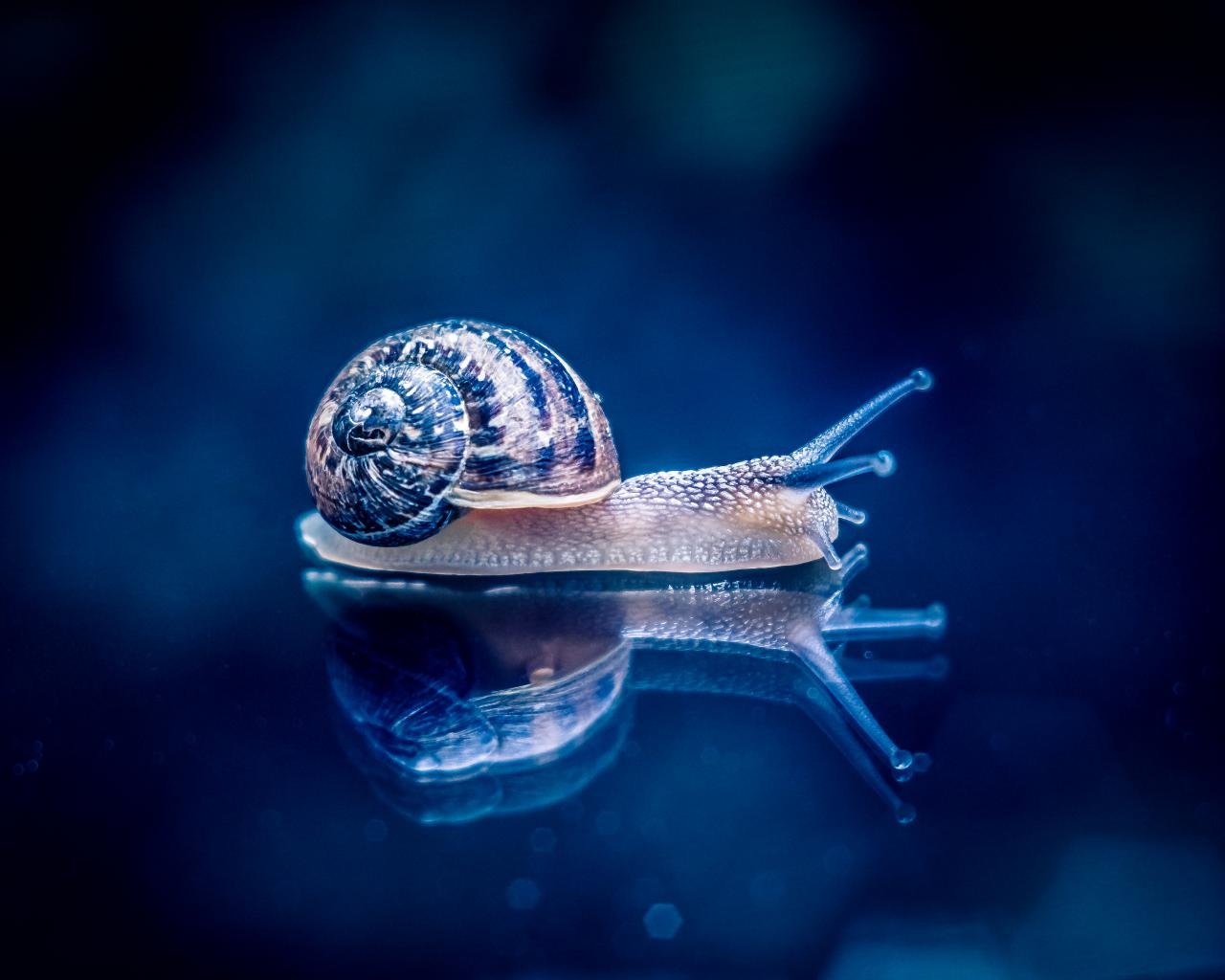 Snail Wallpapers