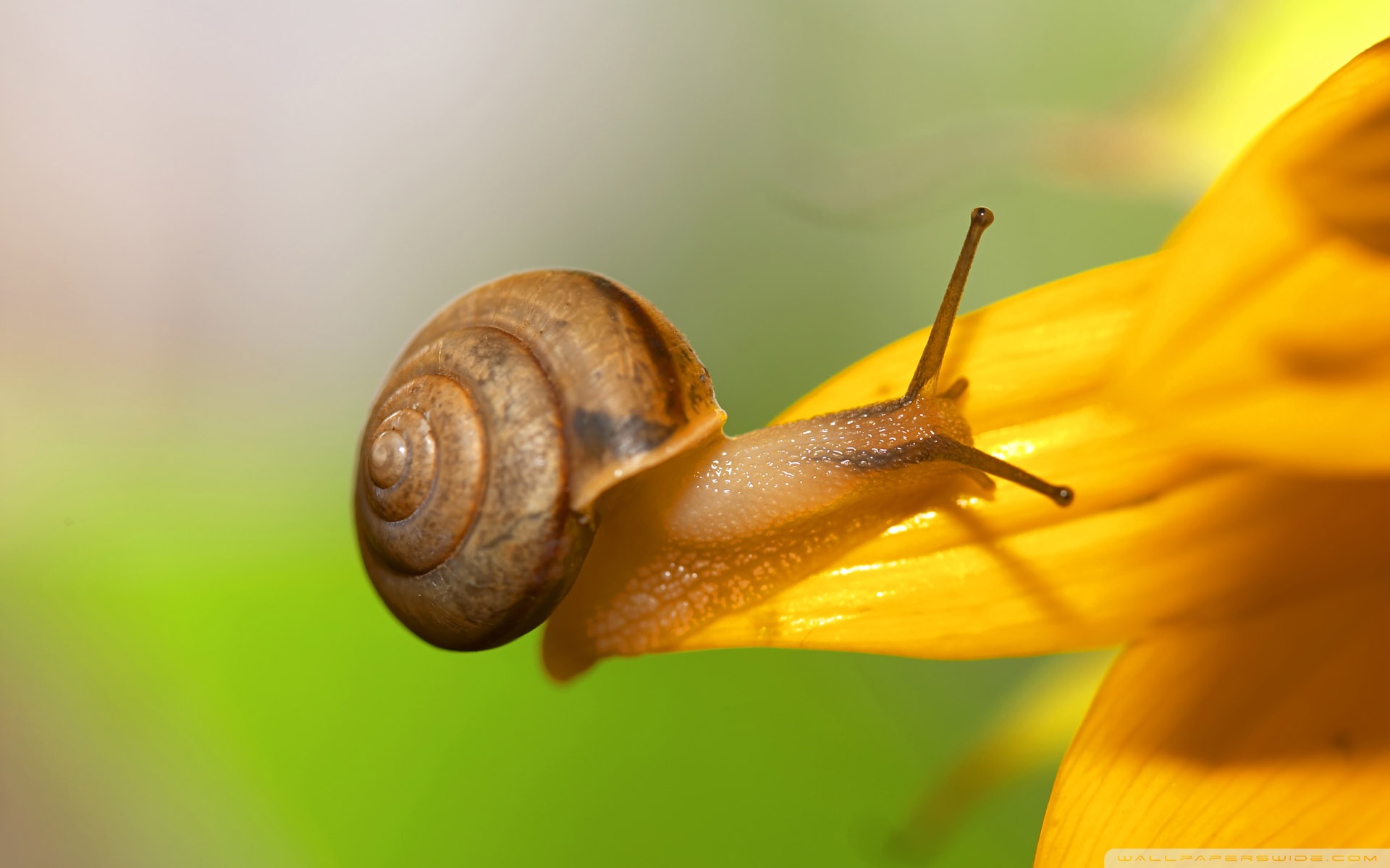 Snail Wallpapers