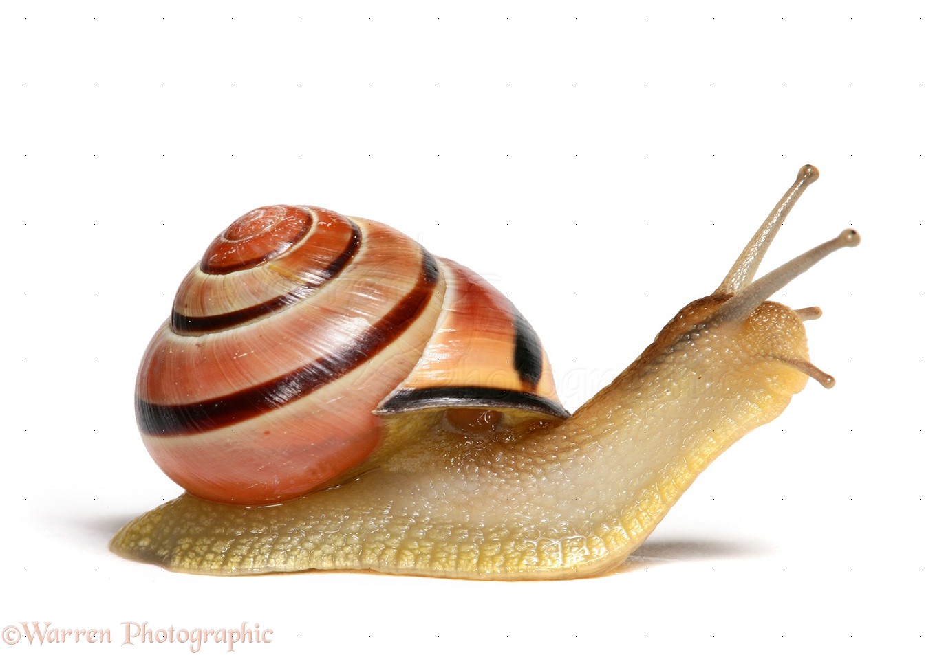 Snail Wallpapers