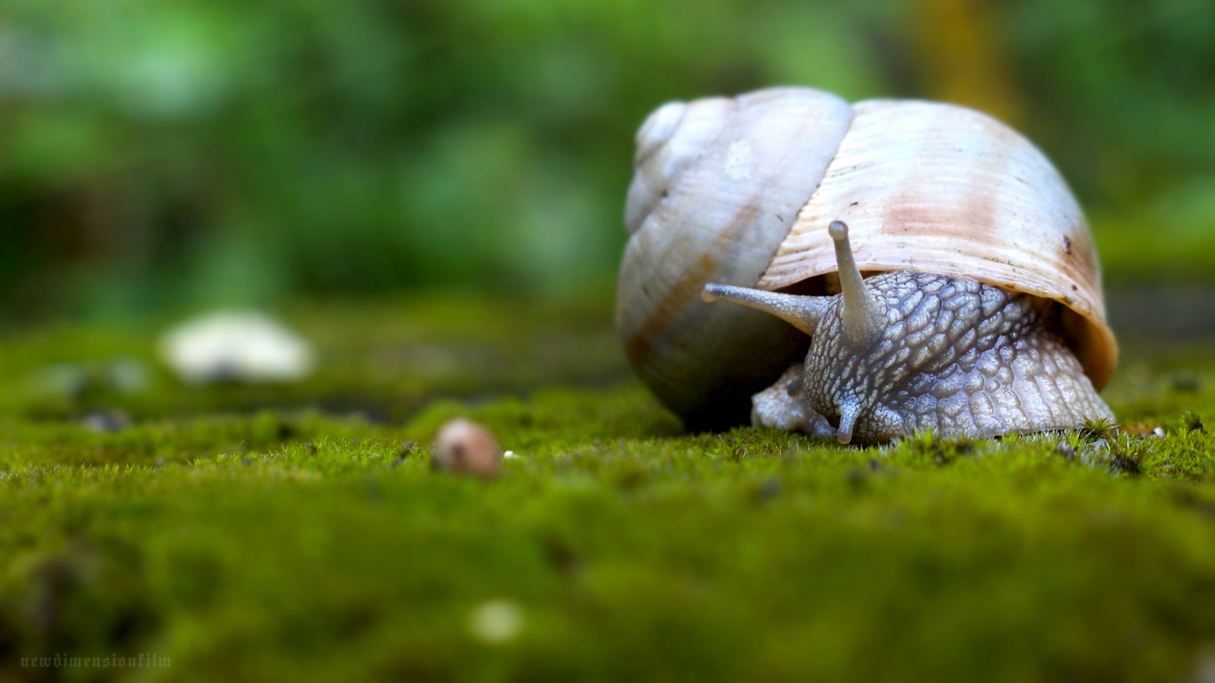 Snails Wallpapers