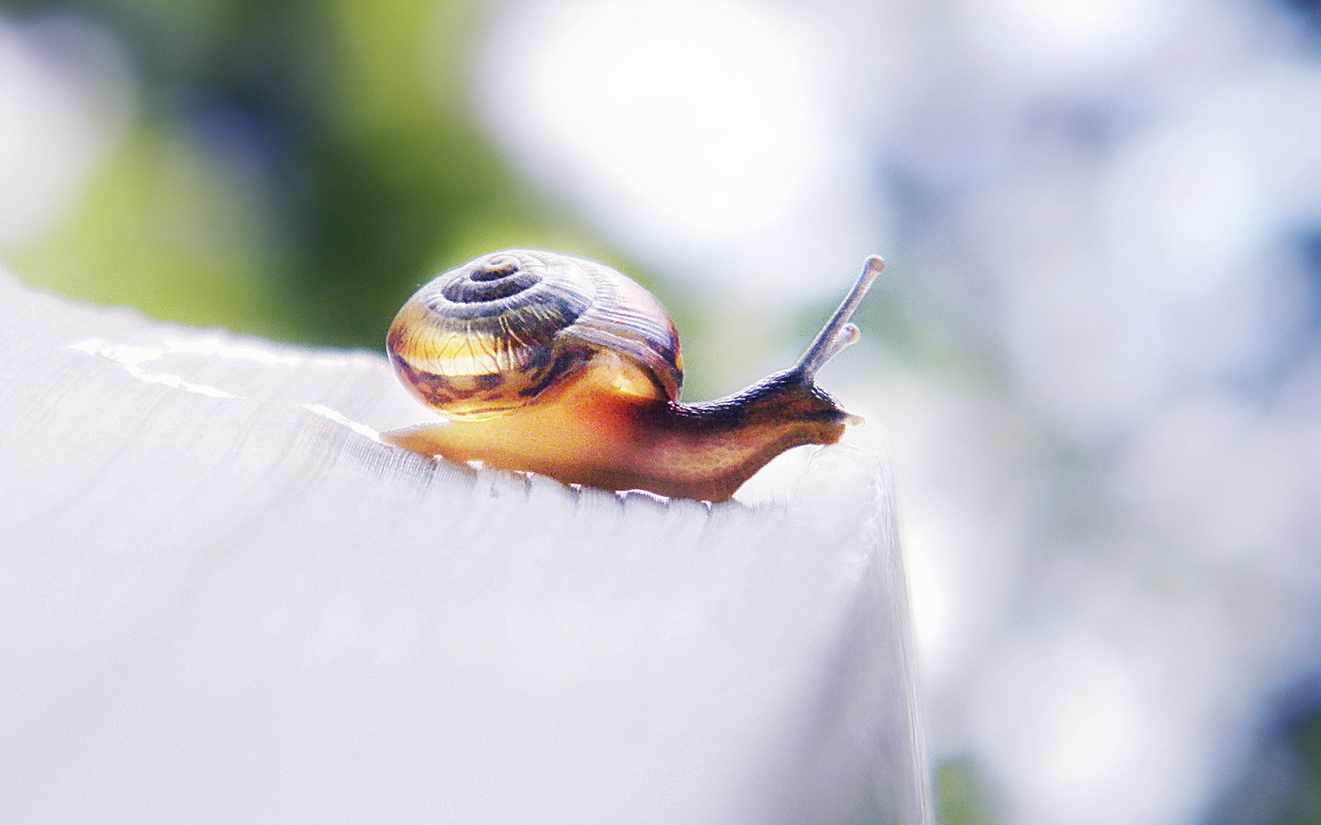 Snails Wallpapers