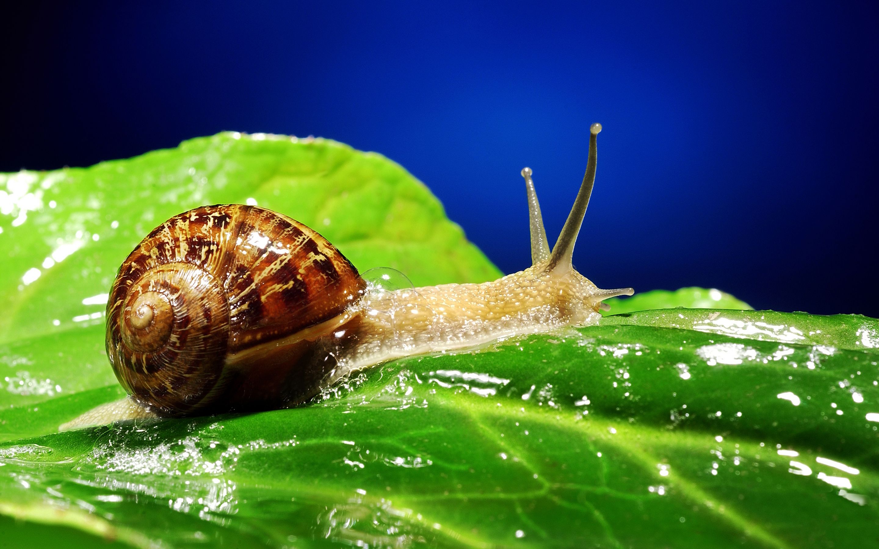 Snails Wallpapers