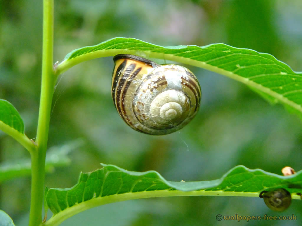 Snails Wallpapers