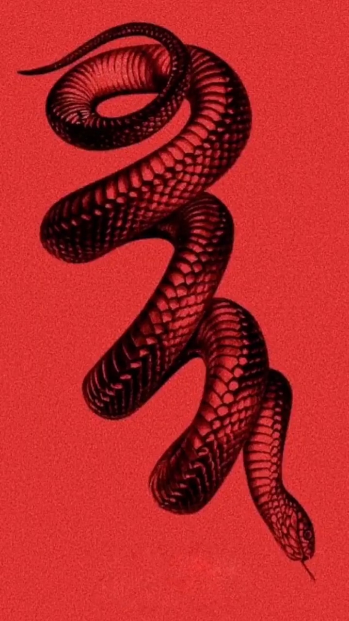 Snake Aesthetic Wallpapers