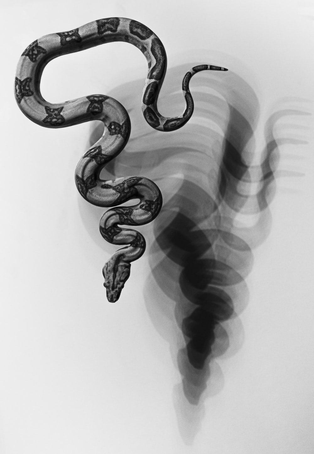 Snake Background