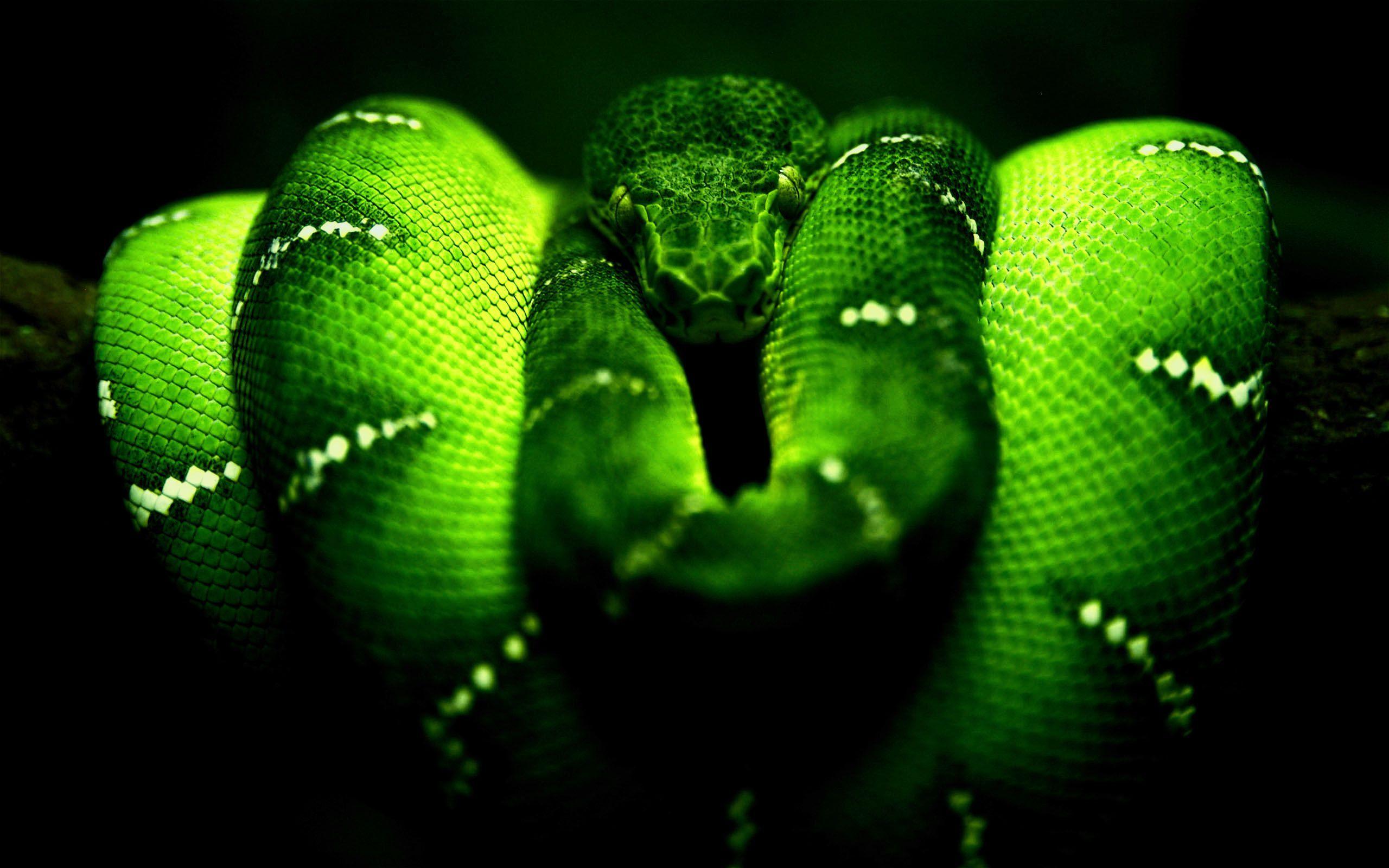 Snake Background