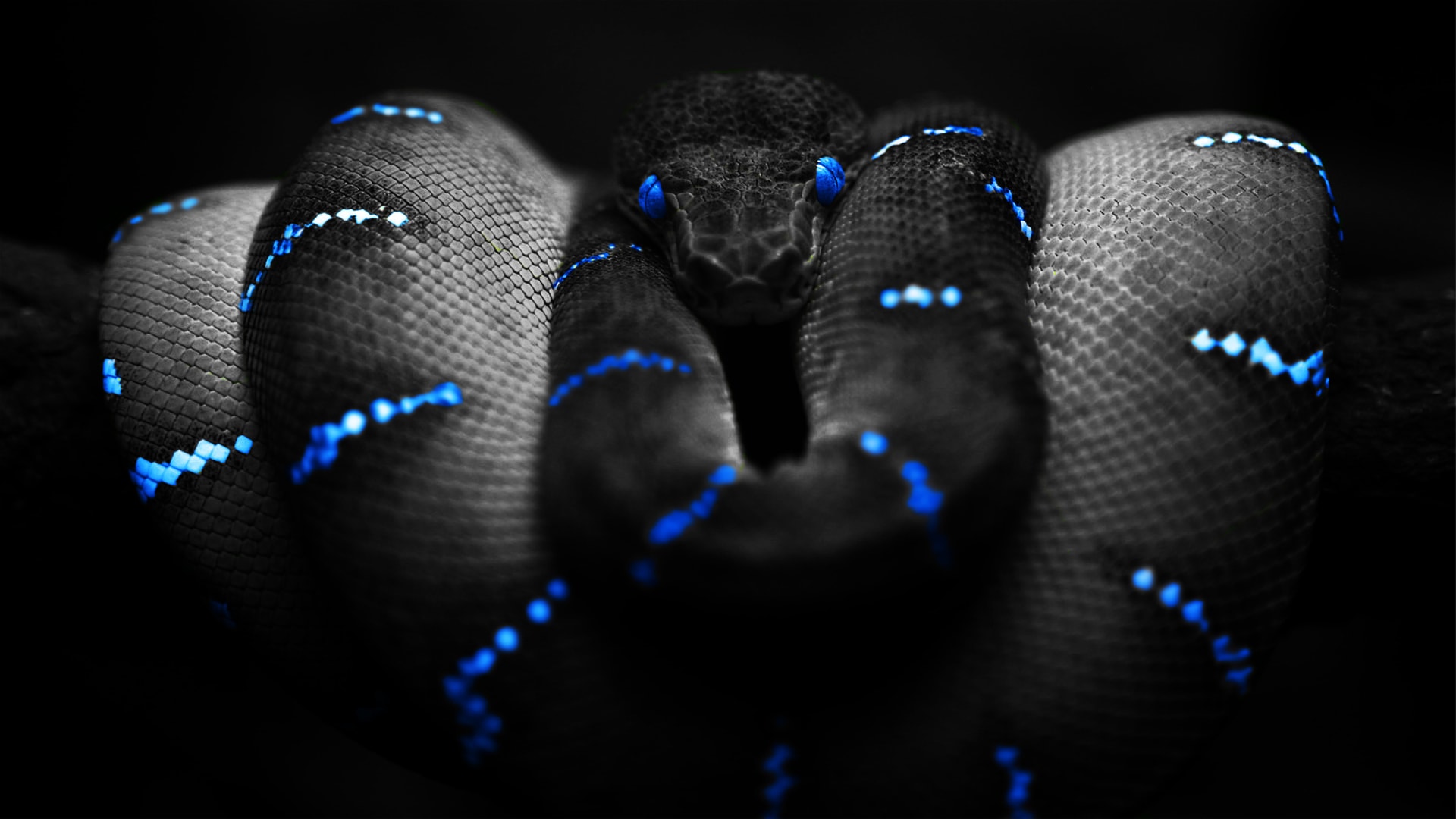 Snake Desktop Wallpapers