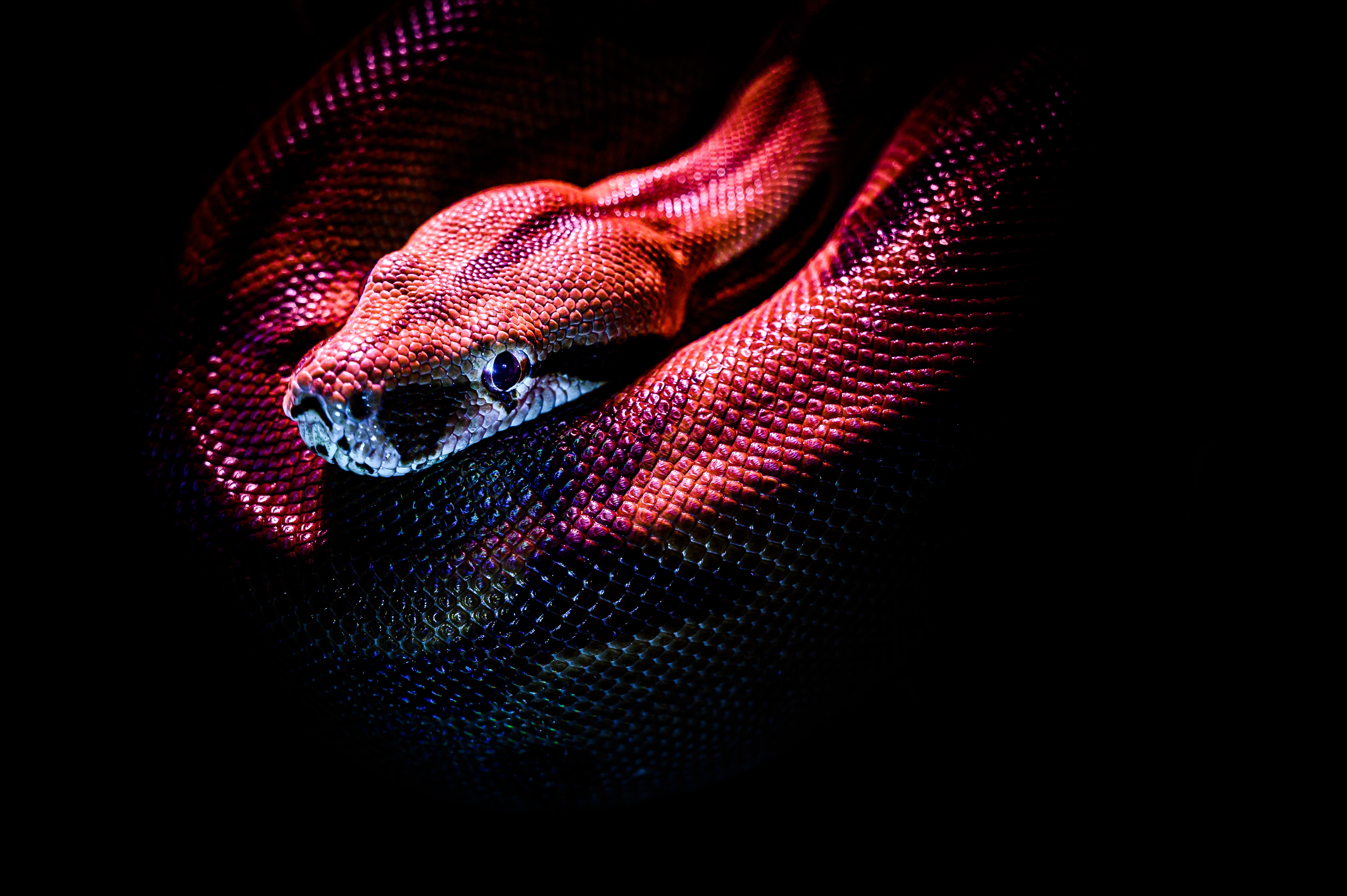 Snake Desktop Wallpapers